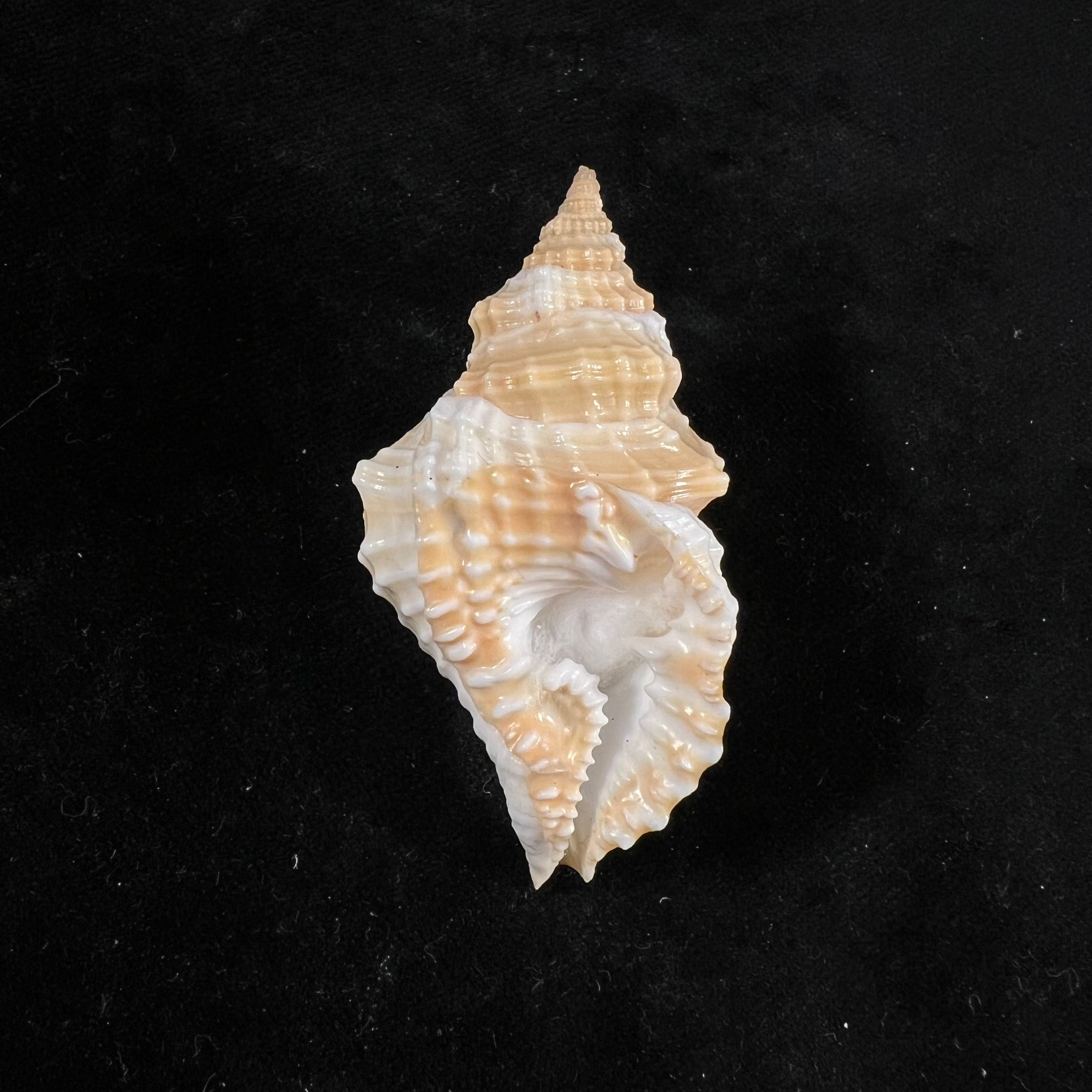 Distorsio smithi (Maltzan, 1884) - 60,9mm