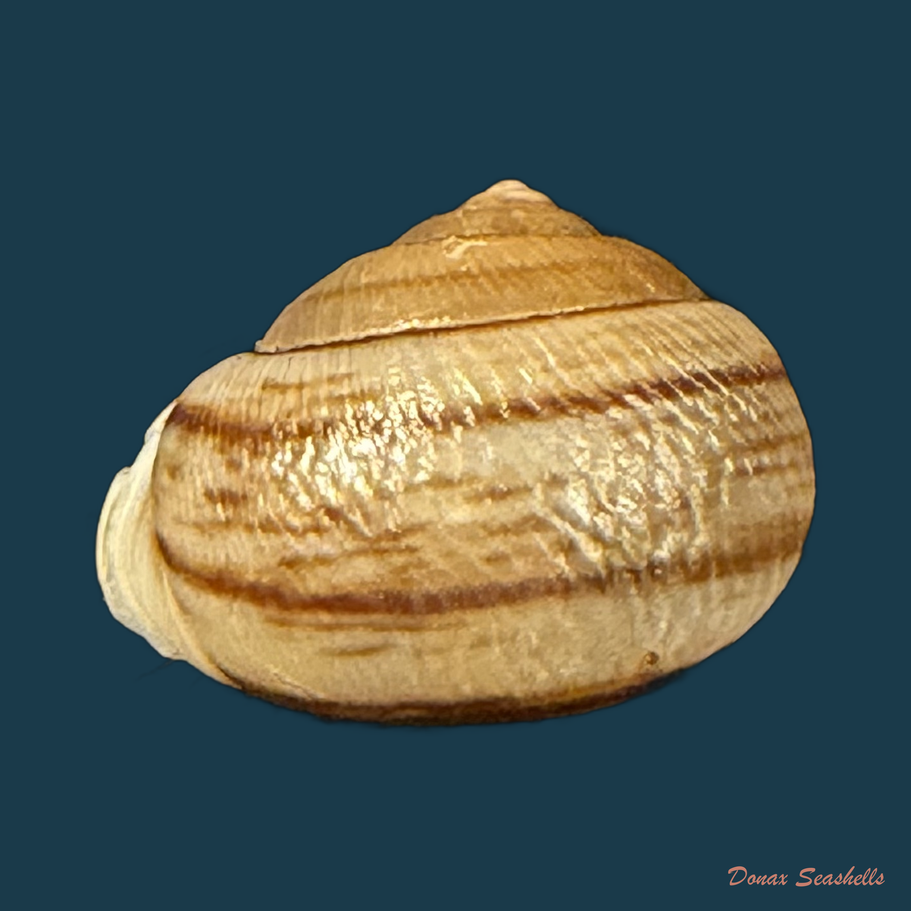 Tomigerus clausus Spix, 1827 - 15,1mm