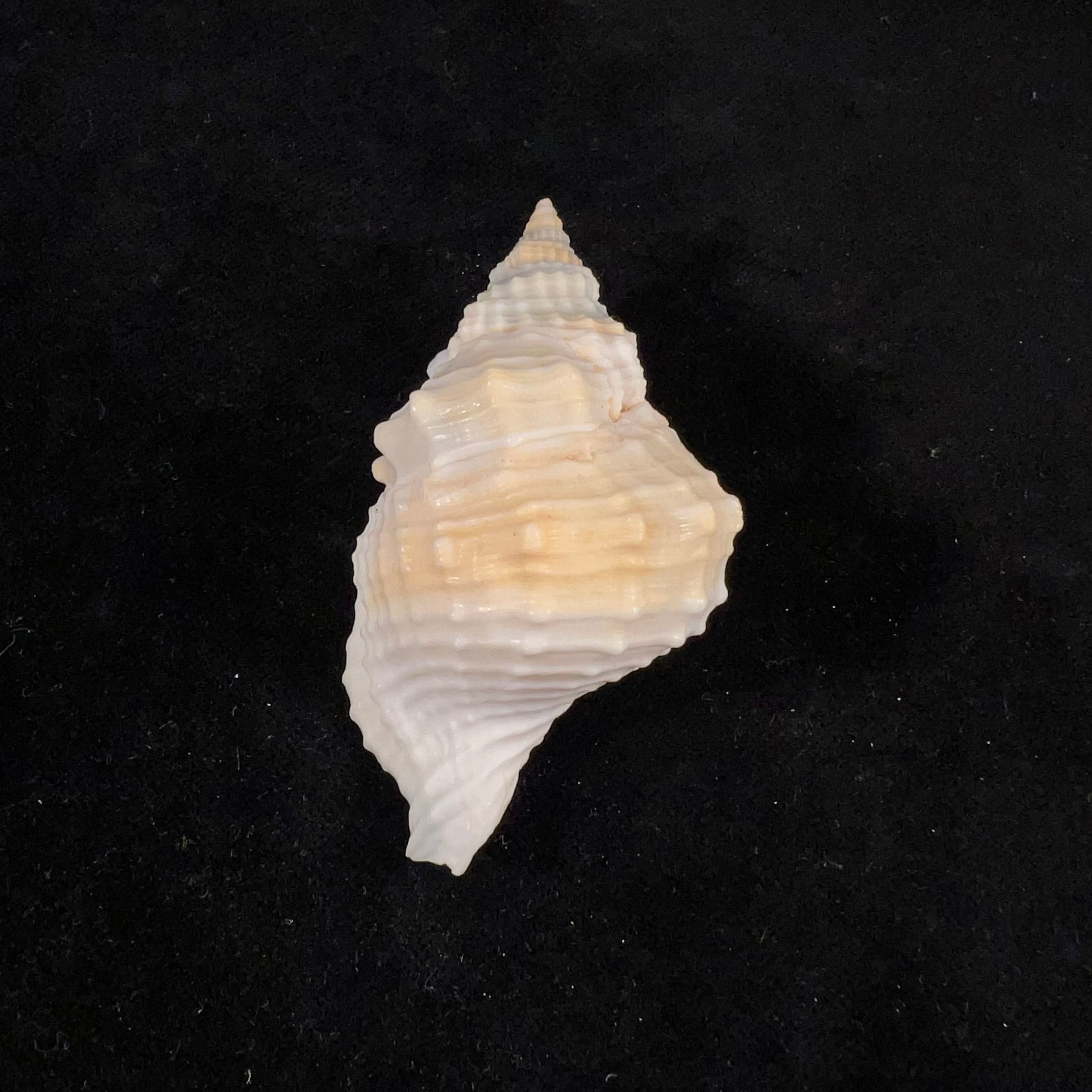 Distorsio smithi (Maltzan, 1884) - 69,3mm