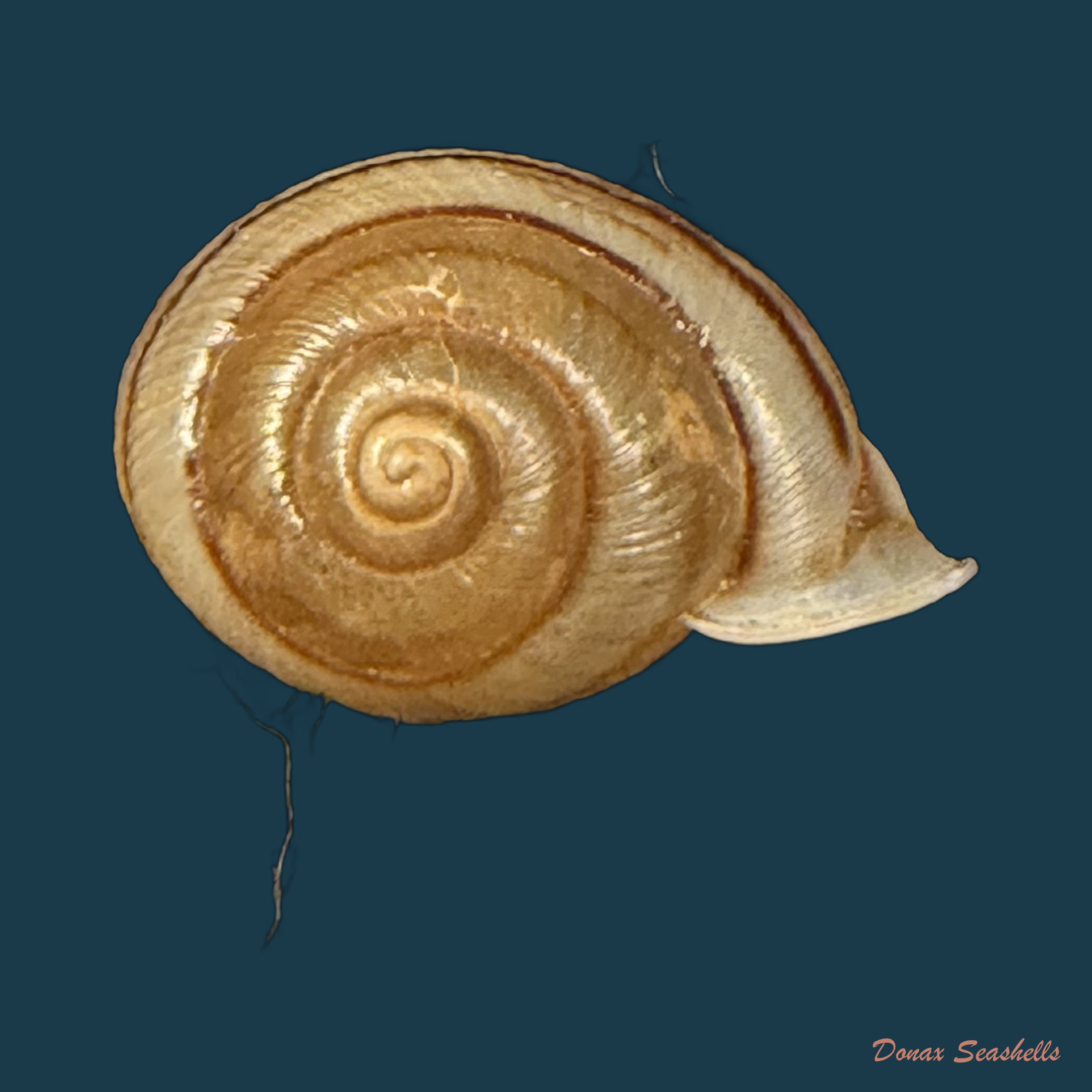 Tomigerus clausus Spix, 1827 - 15,1mm