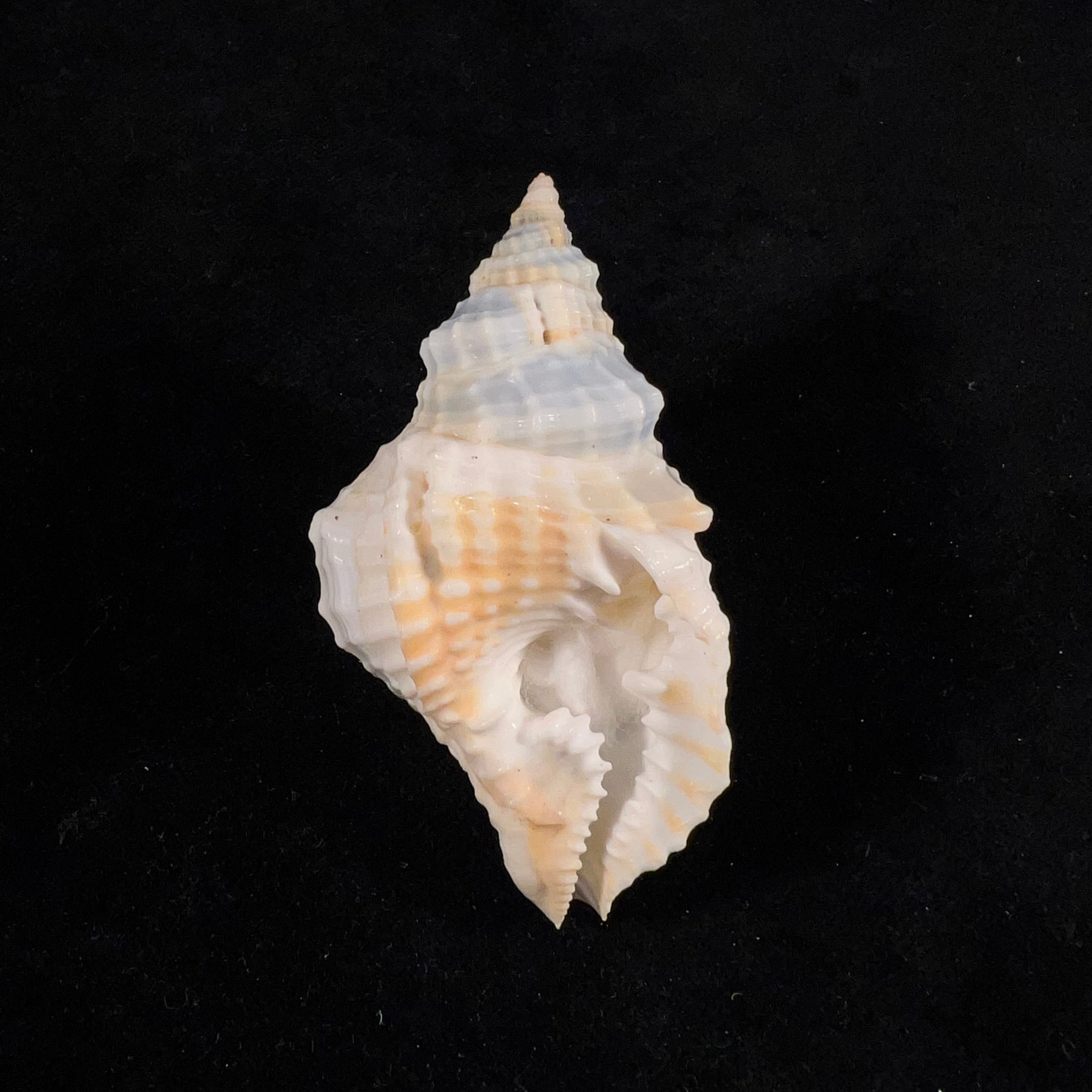 Distorsio smithi (Maltzan, 1884) - 69,3mm