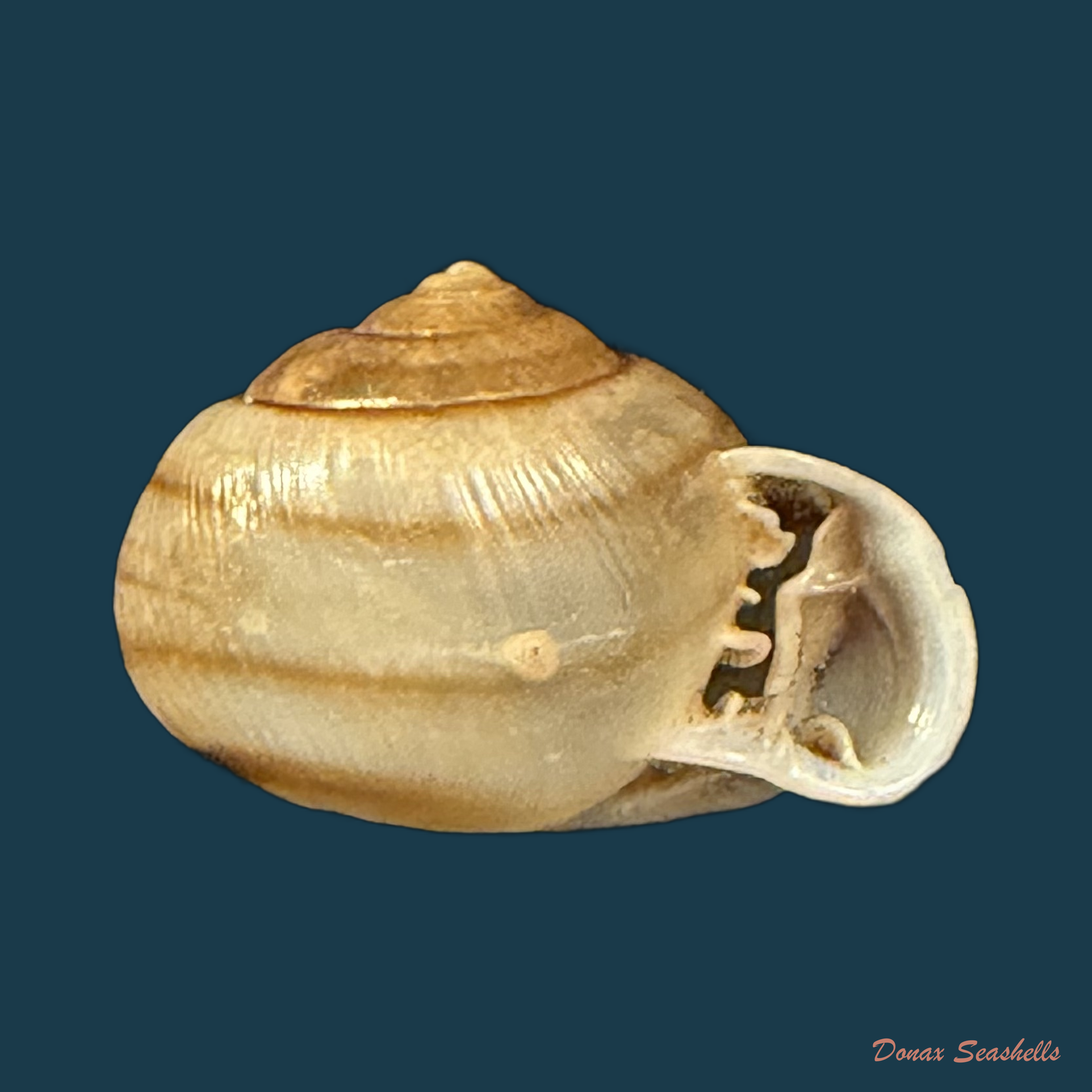 Tomigerus clausus Spix, 1827 - 15,1mm