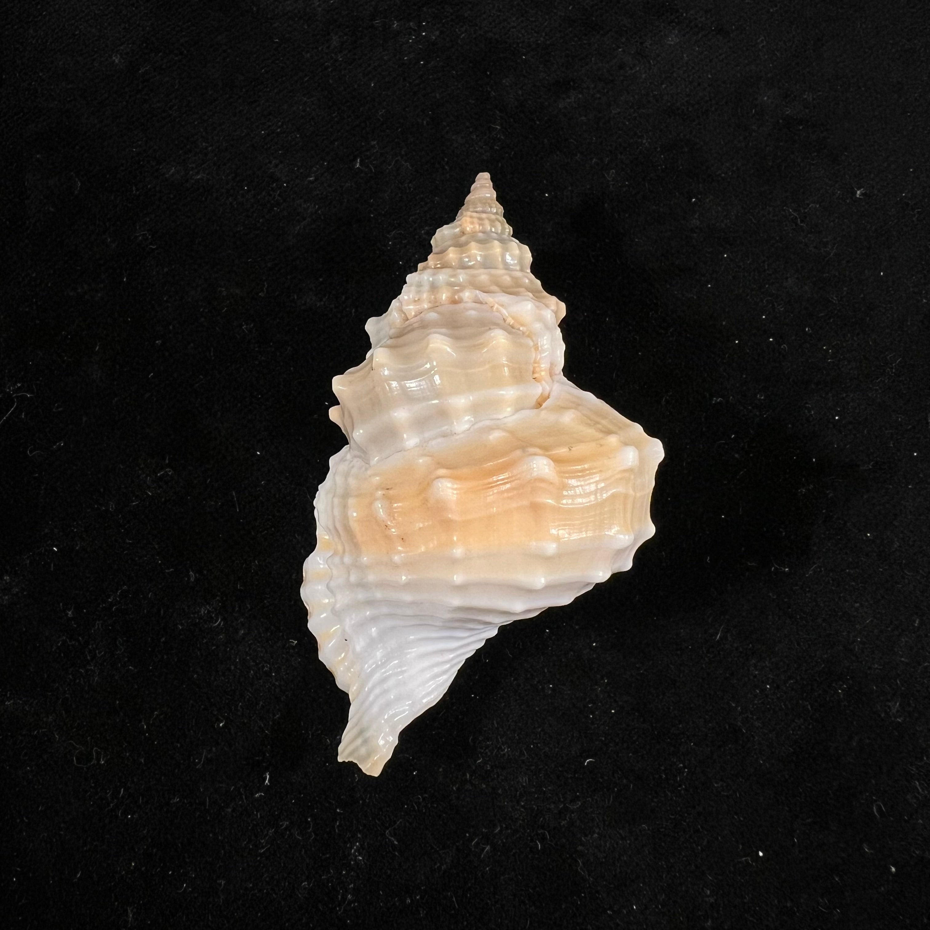 Distorsio smithi (Maltzan, 1884) - 62,1mm