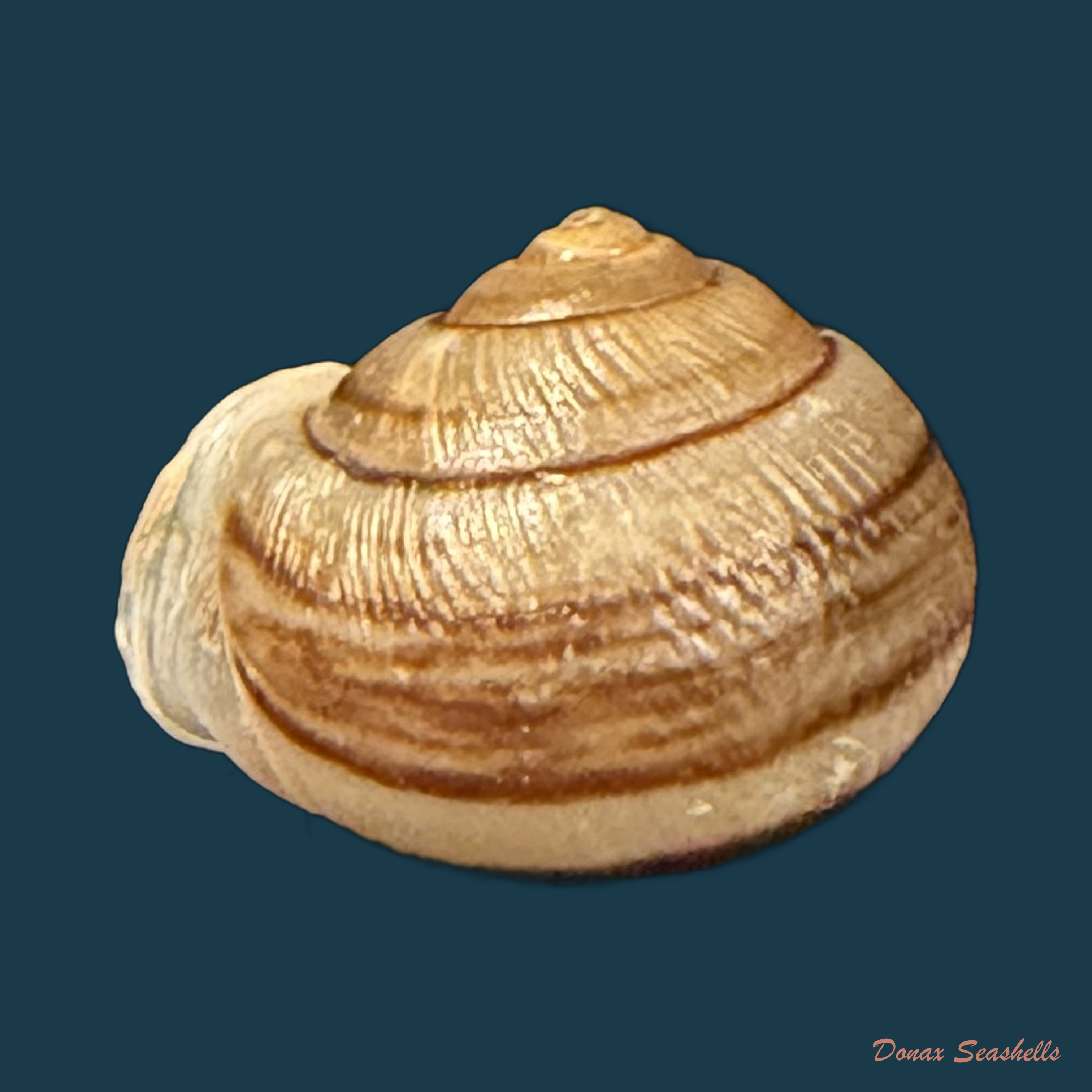 Tomigerus clausus Spix, 1827 - 15,5mm