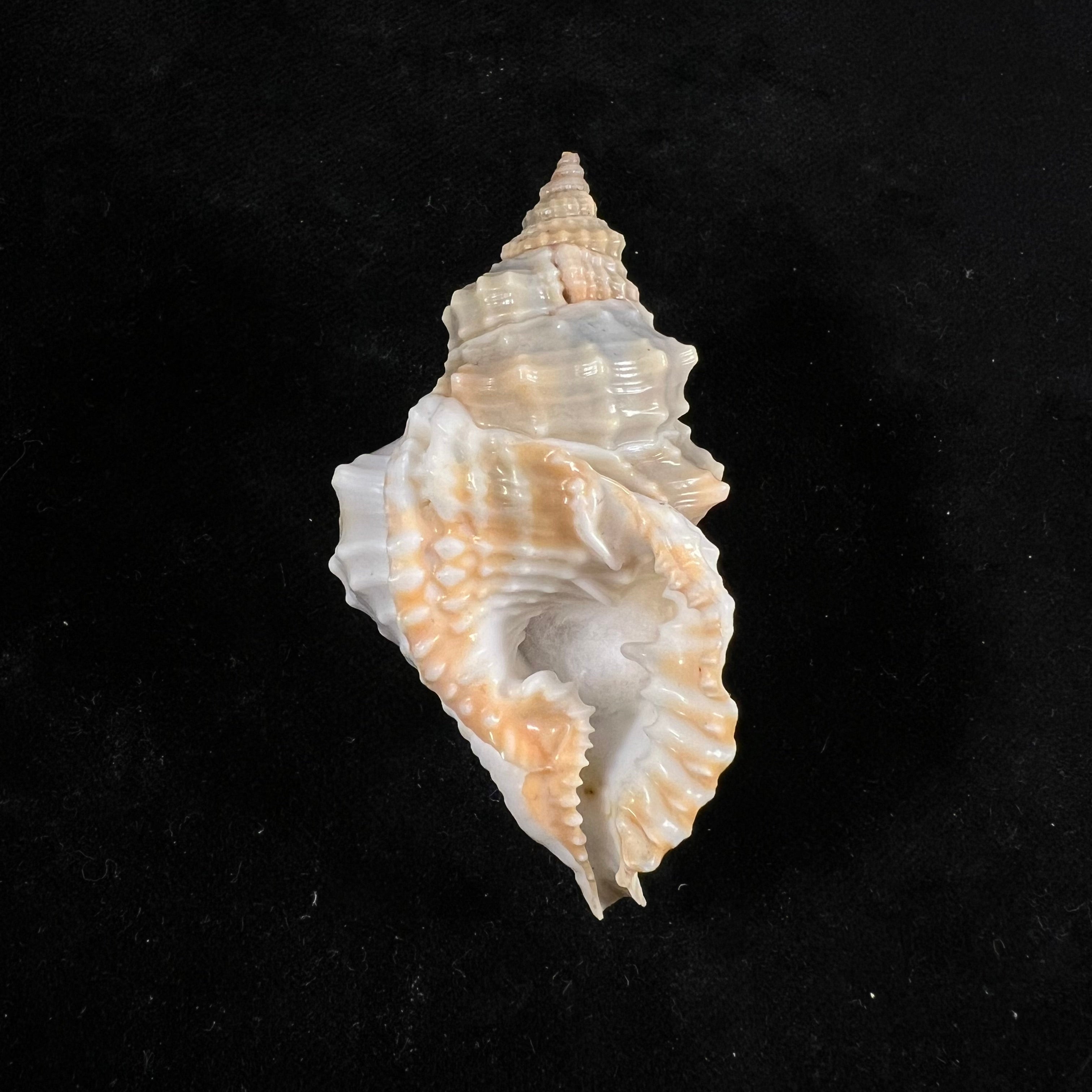 Distorsio smithi (Maltzan, 1884) - 62,1mm