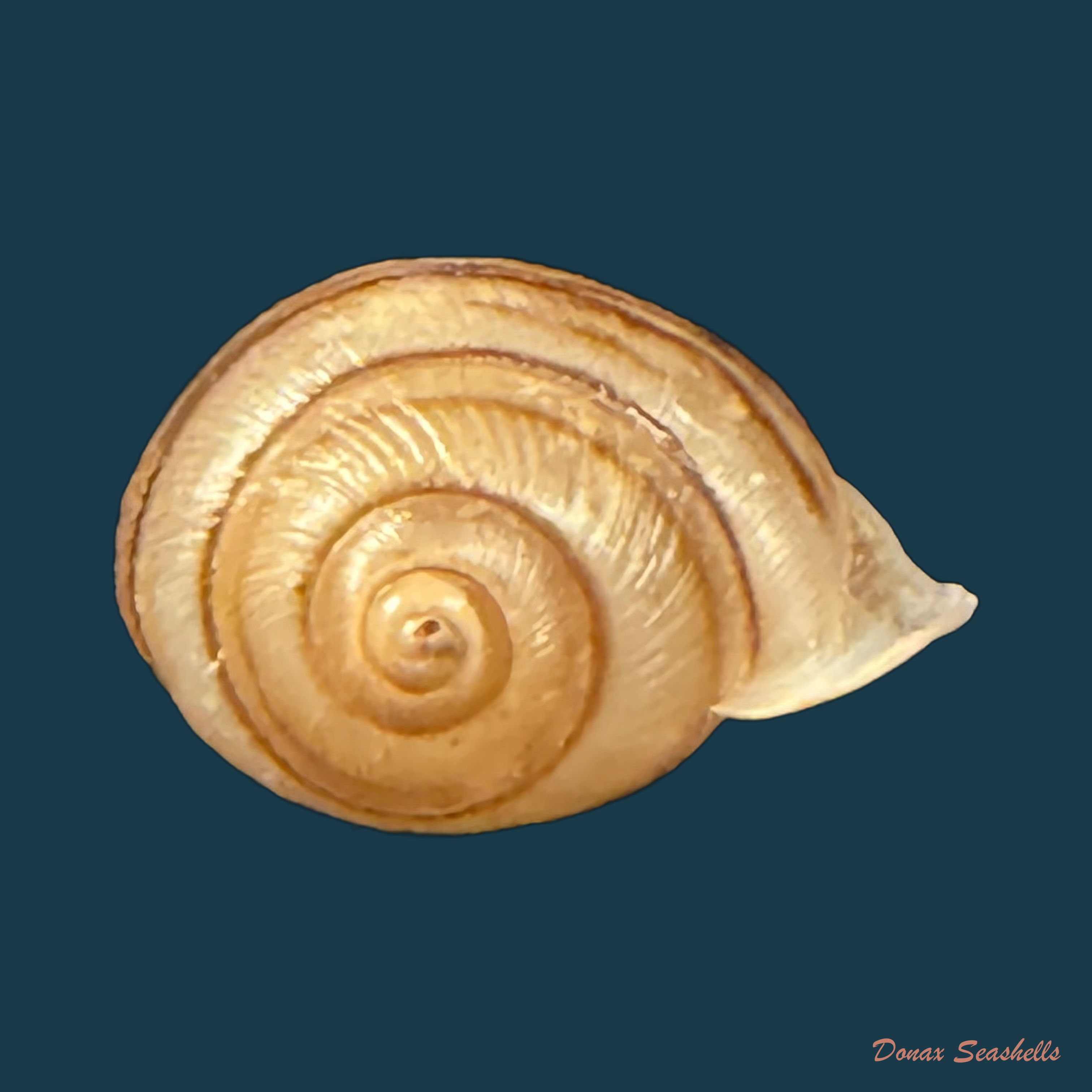 Tomigerus clausus Spix, 1827 - 15,5mm