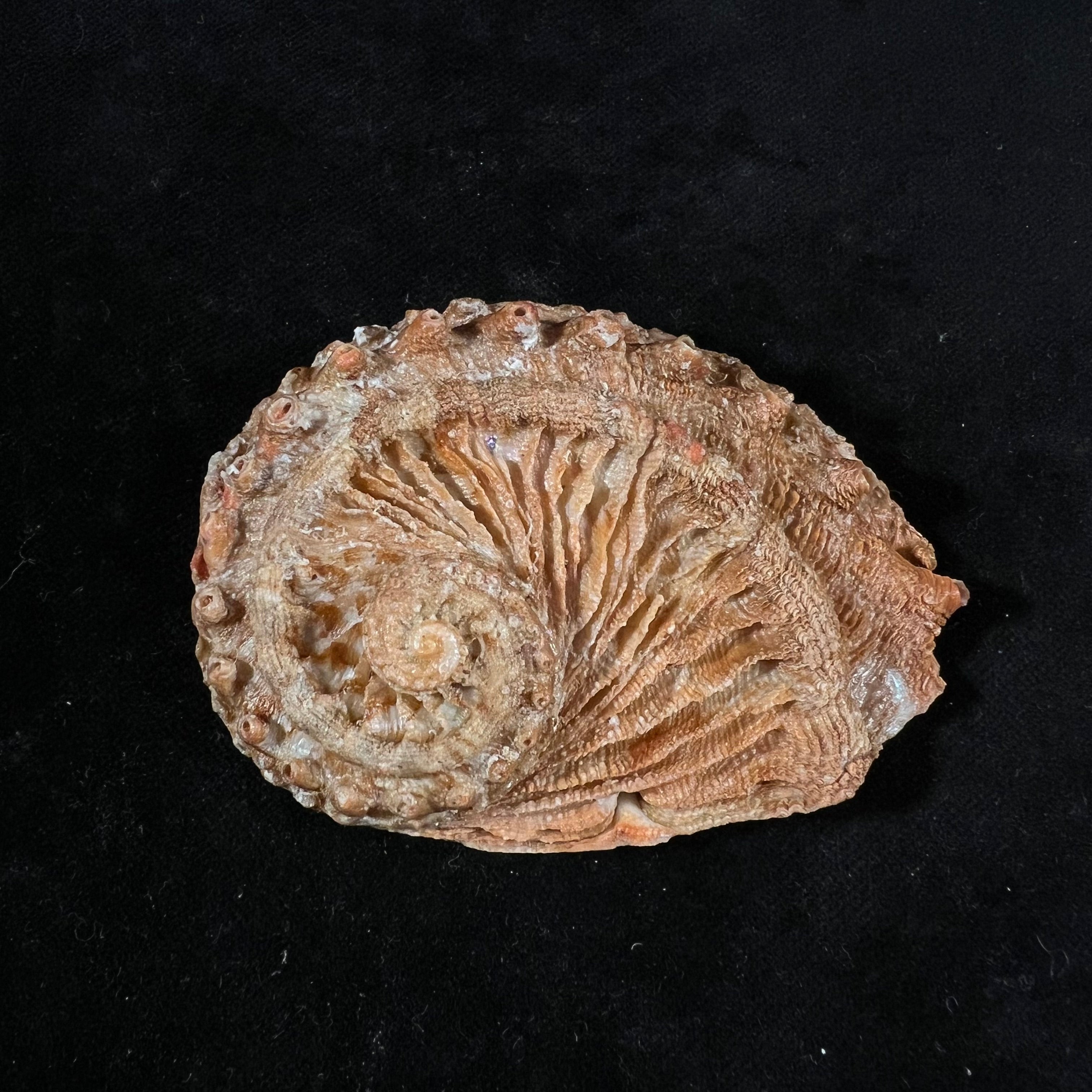 石首鲍（Leach, 1814）- 76,9毫米