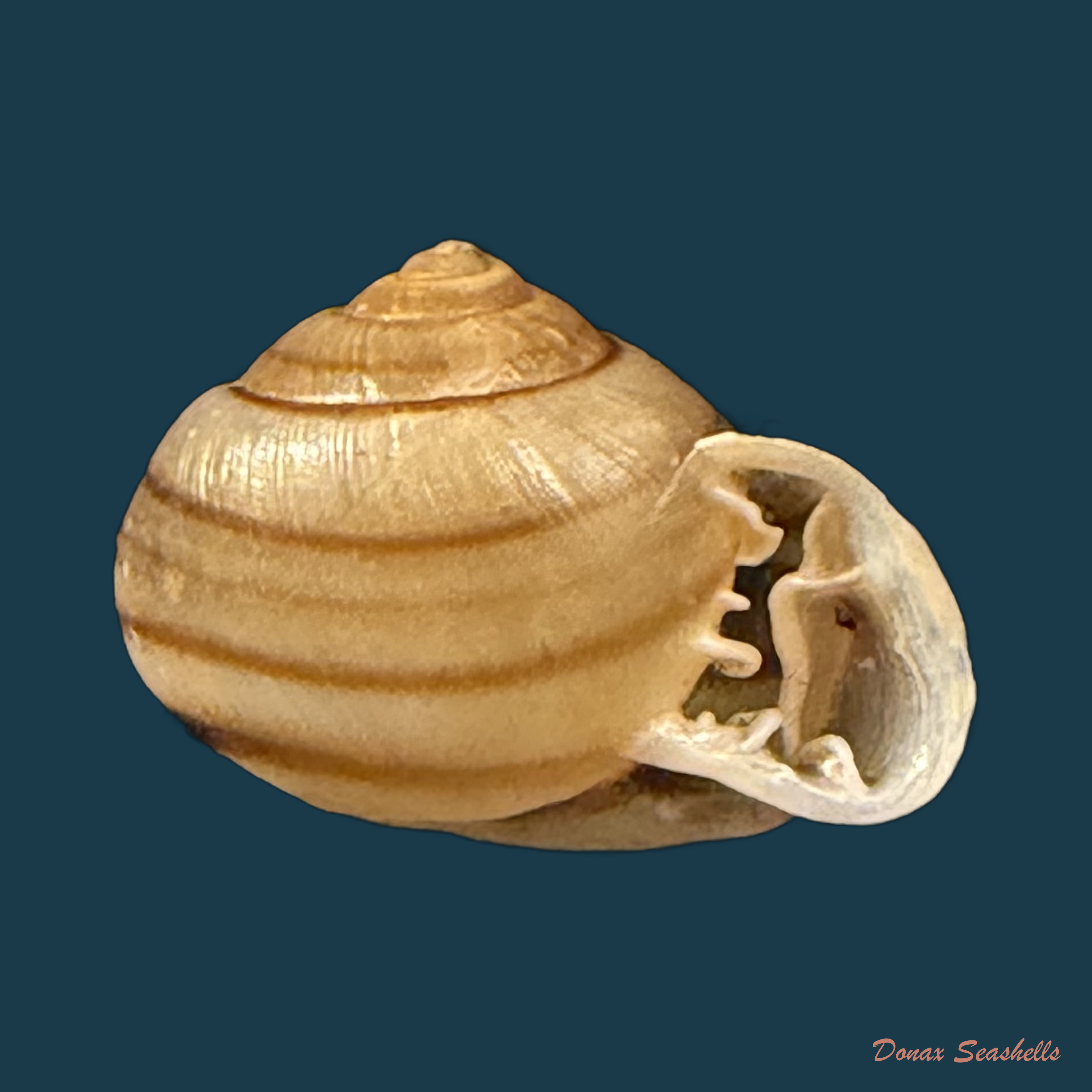 Tomigerus clausus Spix, 1827 - 15,5mm