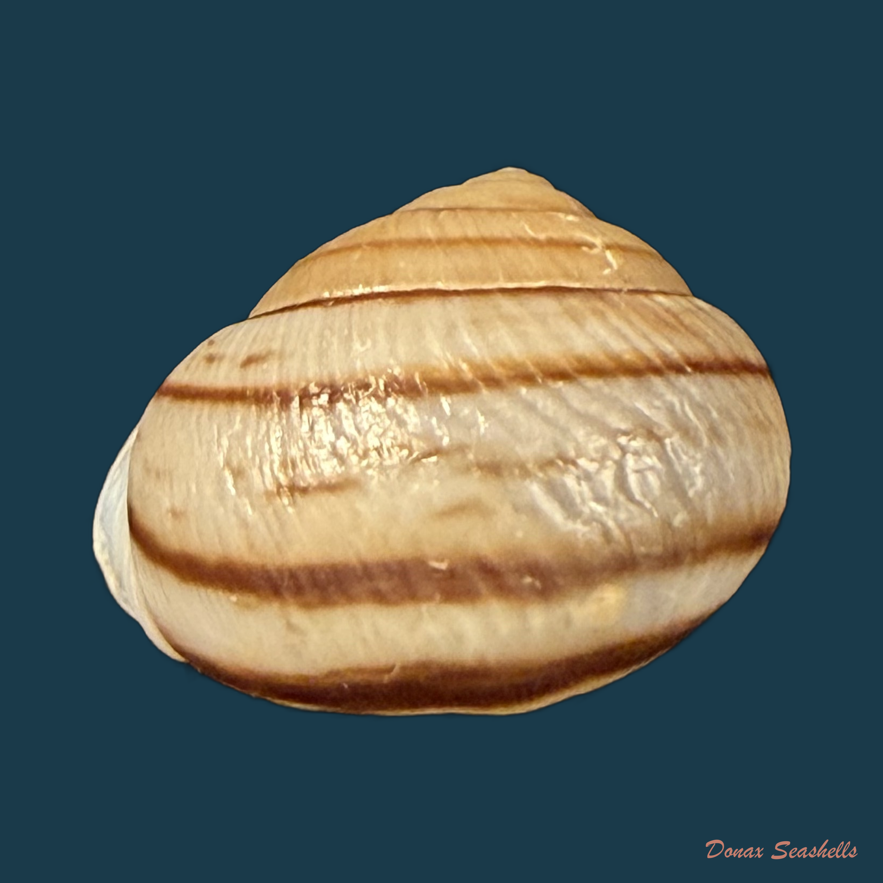 Tomigerus clausus Spix, 1827 - 14,7mm