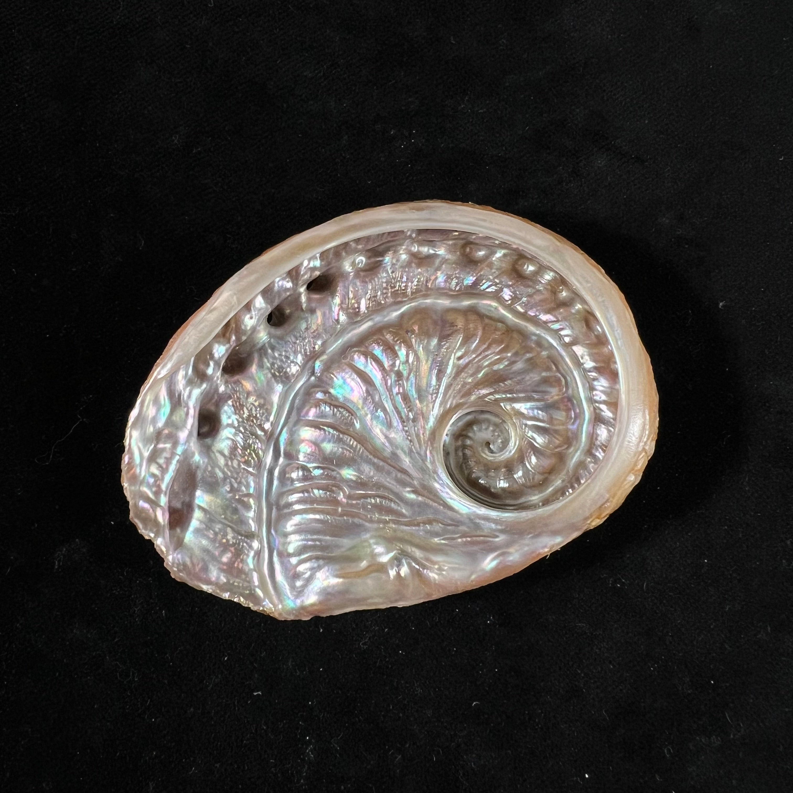 石首鲍（Leach, 1814）- 76,9毫米