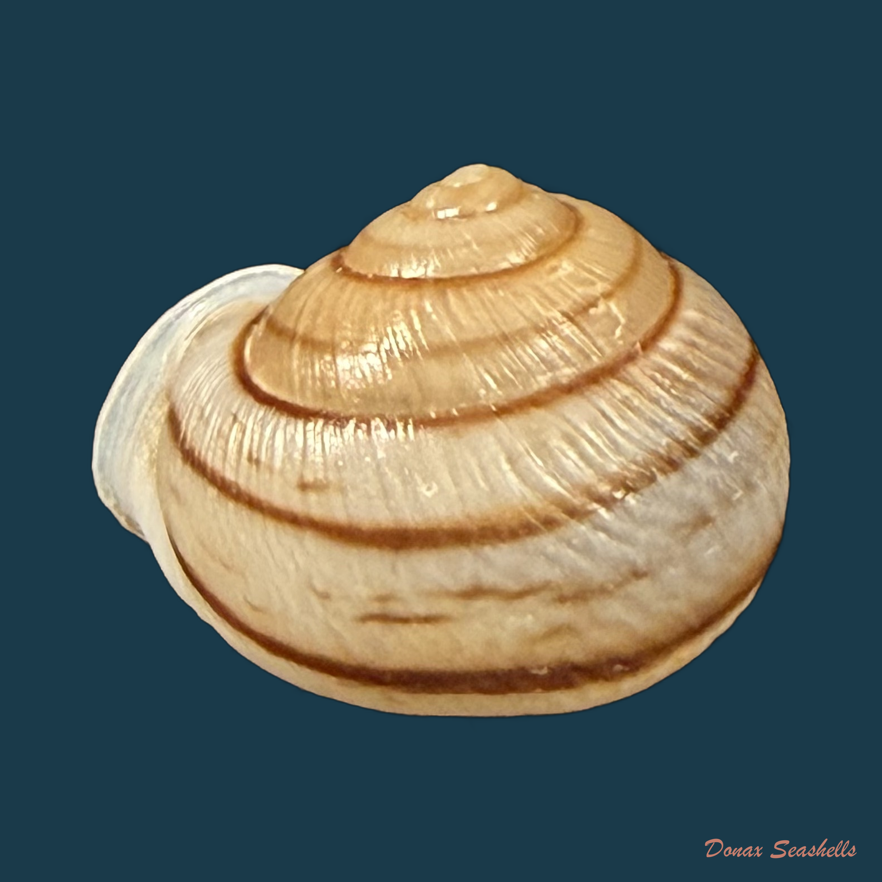 Tomigerus clausus Spix, 1827 - 14,7mm