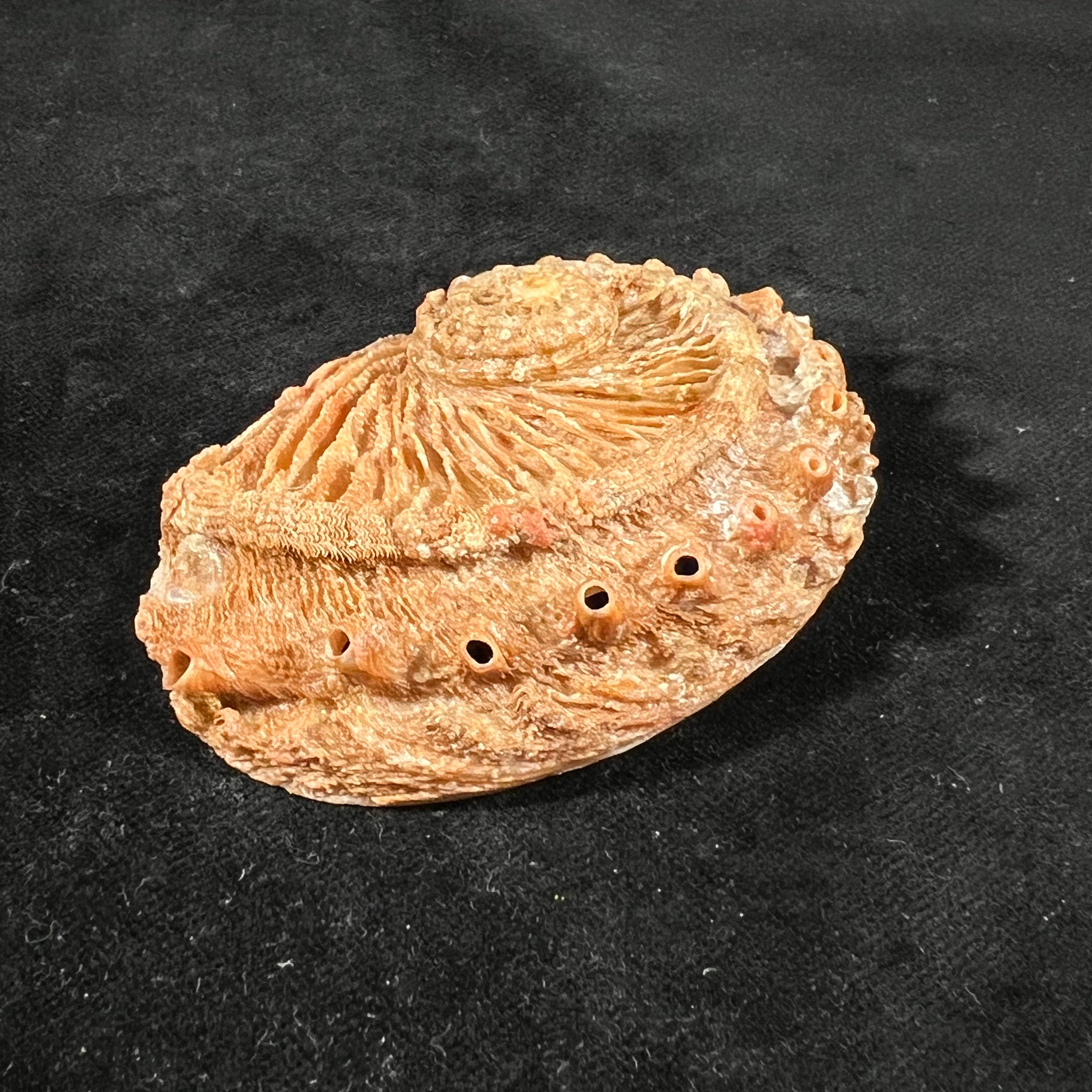 石首鲍（Leach, 1814）- 76,9毫米