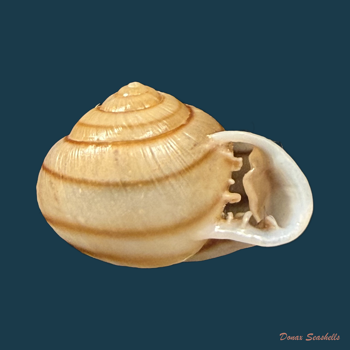 Tomigerus clausus Spix, 1827 - 14,7mm