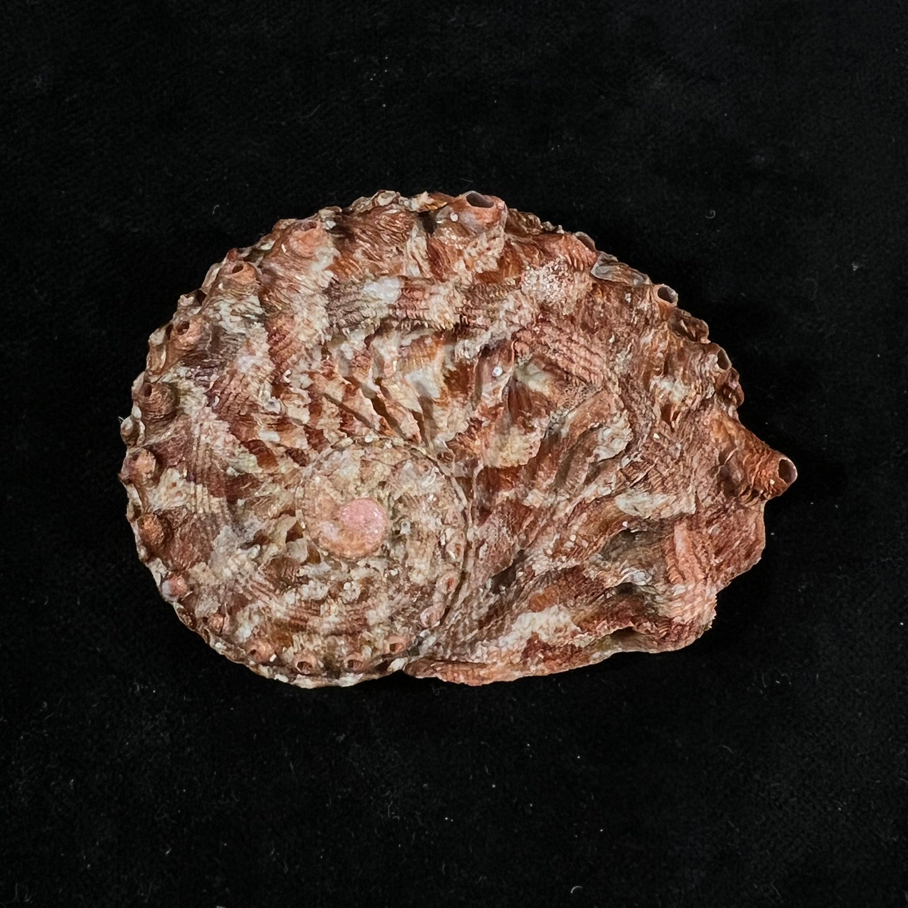 石首鲍（Leach, 1814）- 66,4毫米