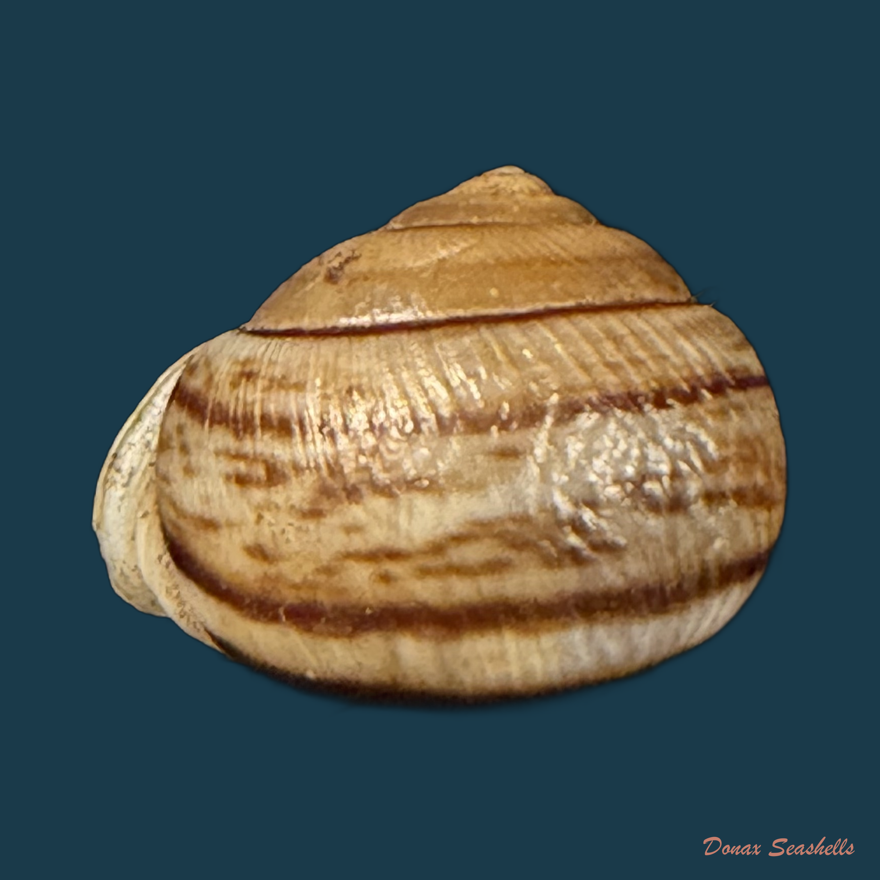 Tomigerus clausus Spix, 1827 - 14,7mm (Cópia)