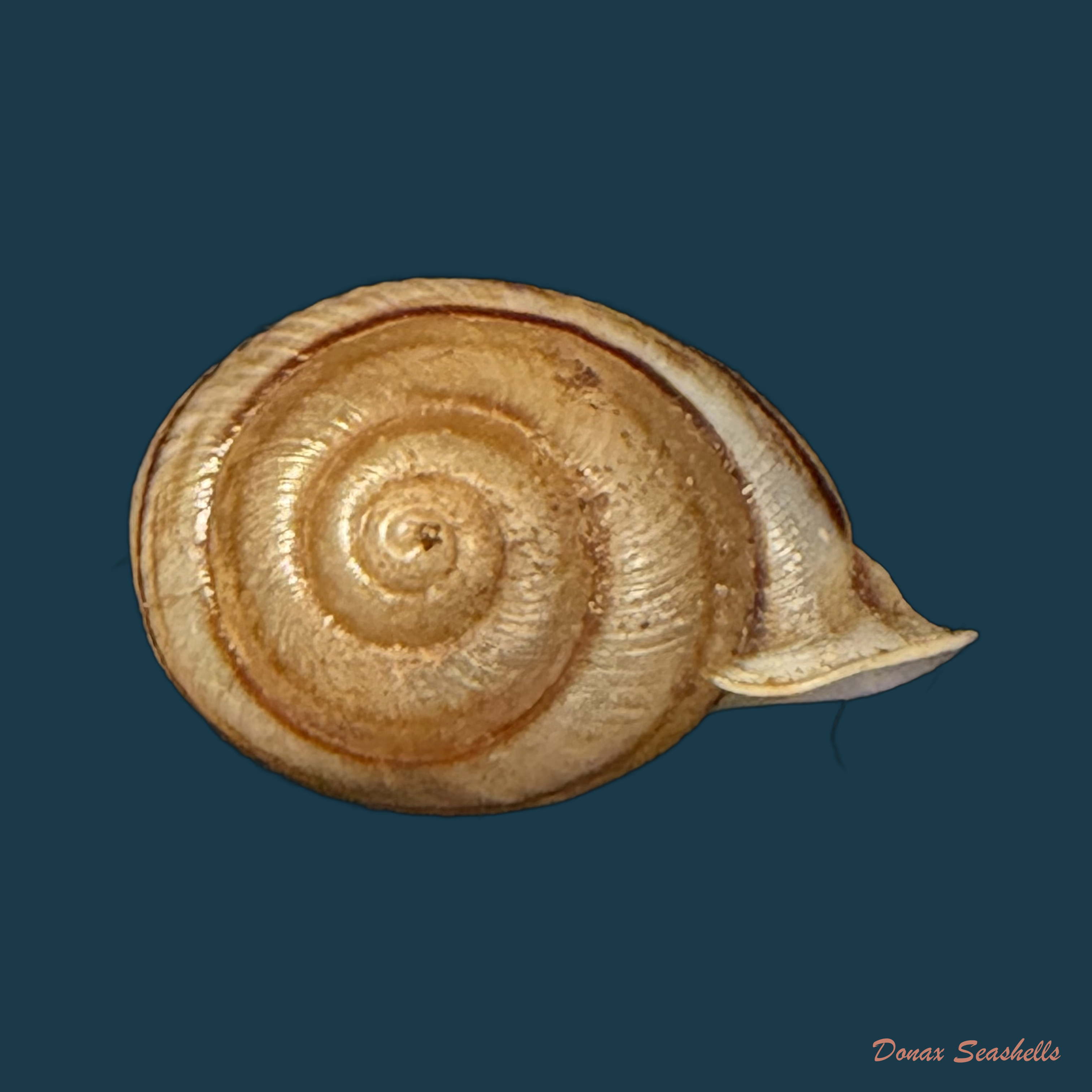 Tomigerus clausus Spix, 1827 - 14,7mm (Cópia)