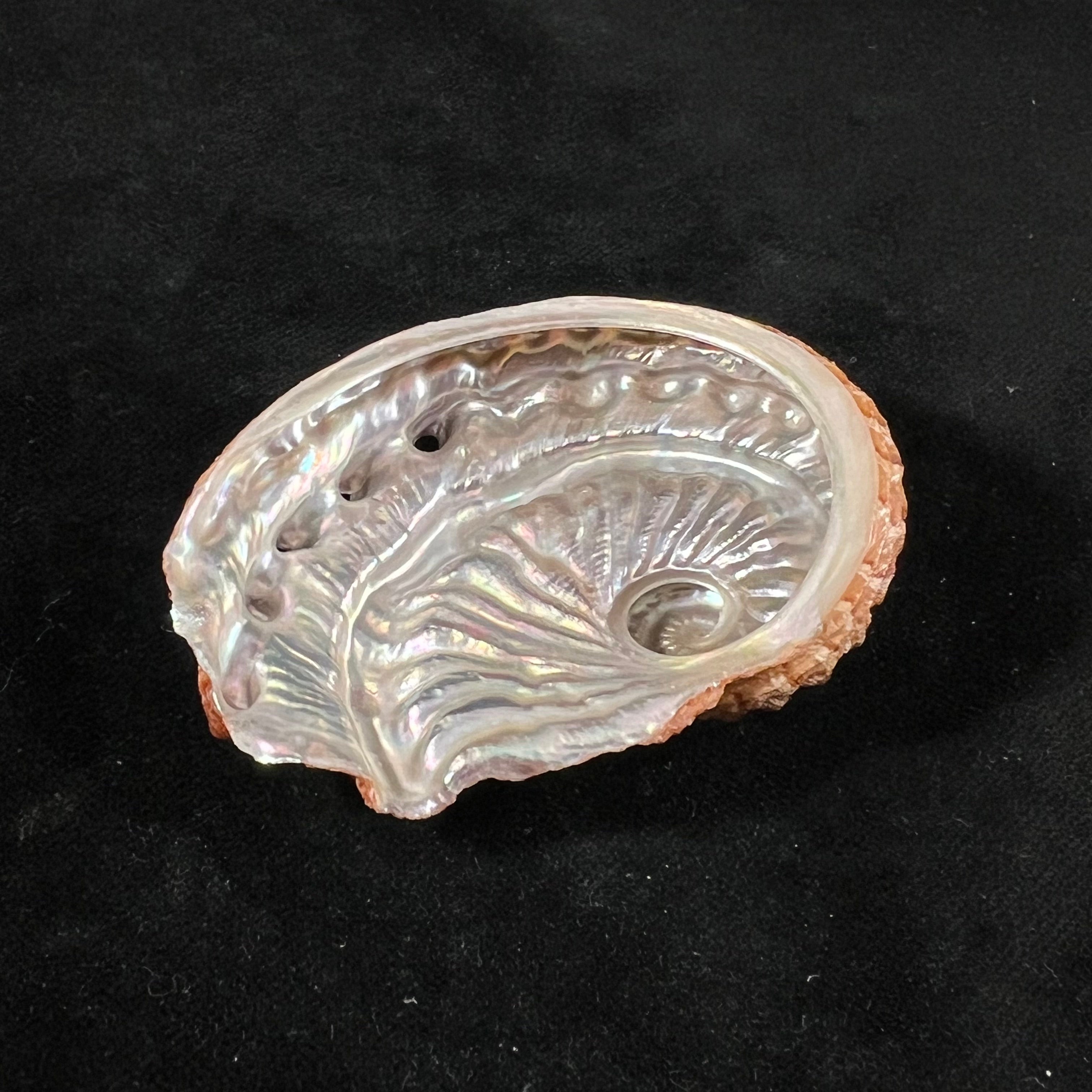 石首鲍（Leach, 1814）- 66,4毫米