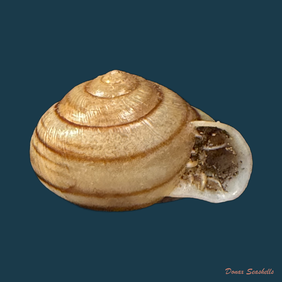 Tomigerus clausus Spix, 1827 - 14,7mm (Cópia)
