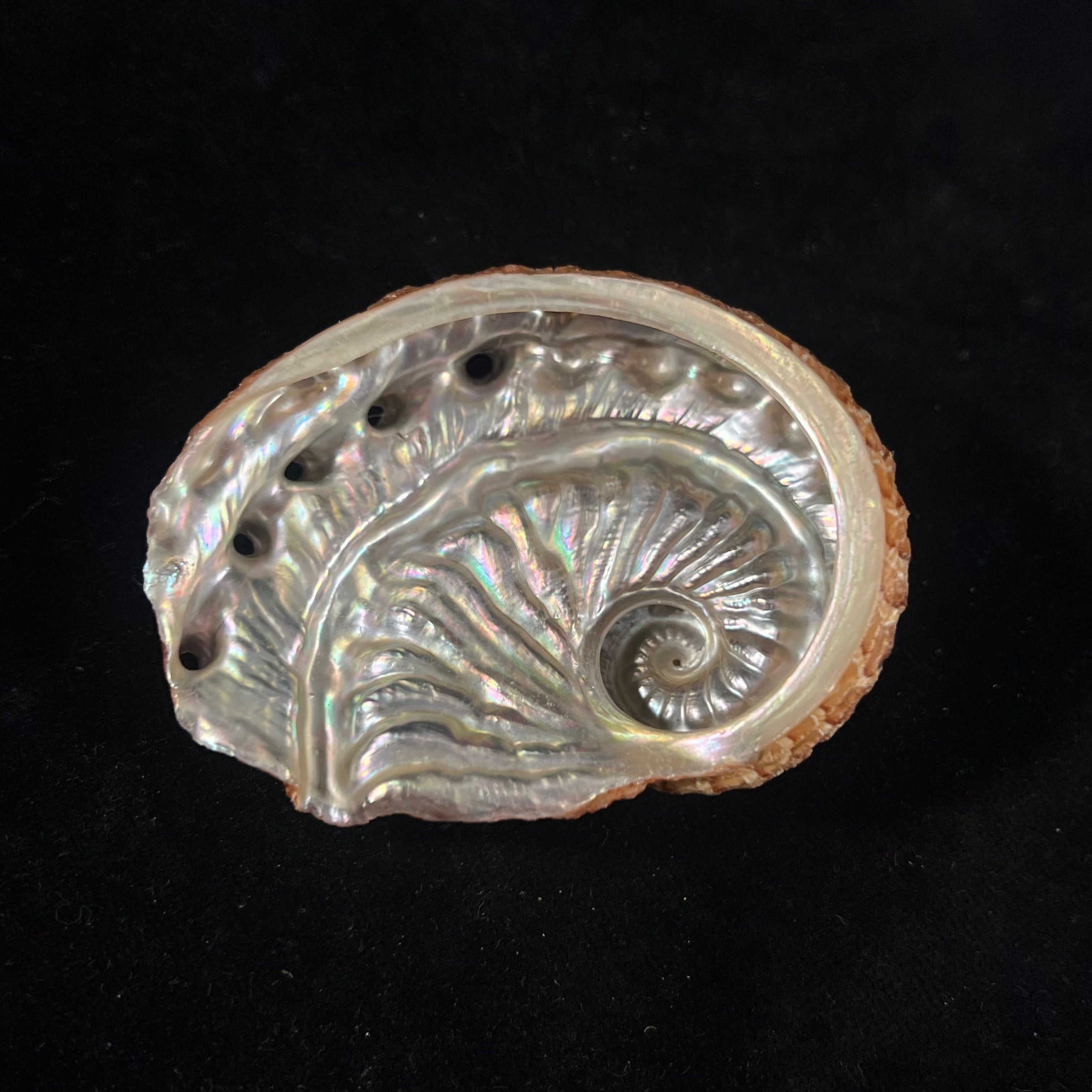 石首鲍（Leach, 1814）- 66,4毫米