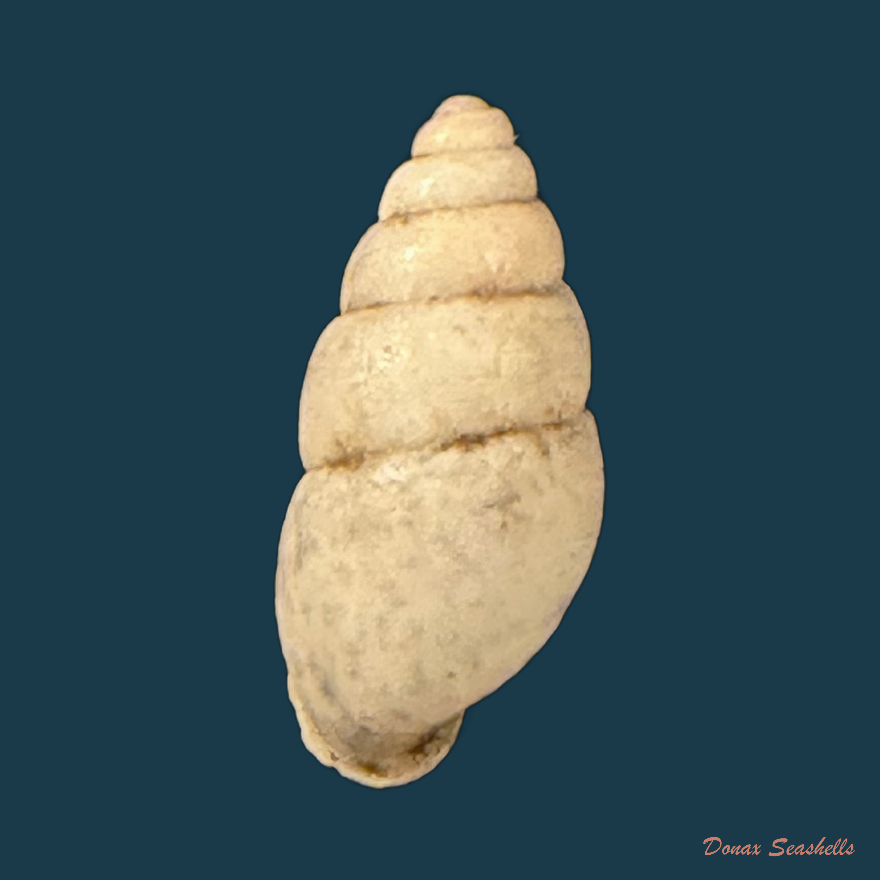 Rhinus pubescens (S. Moricand, 1846) - 12,5mm