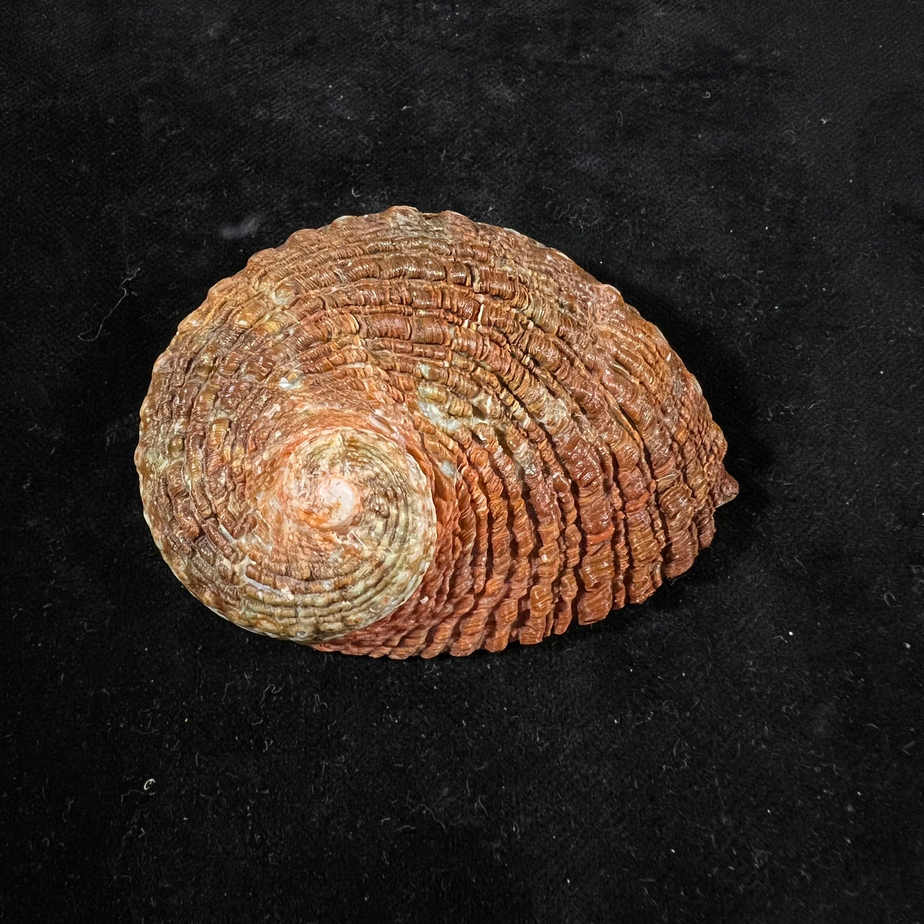 罗氏鲍 JE 灰色，1826 - 72,6mm