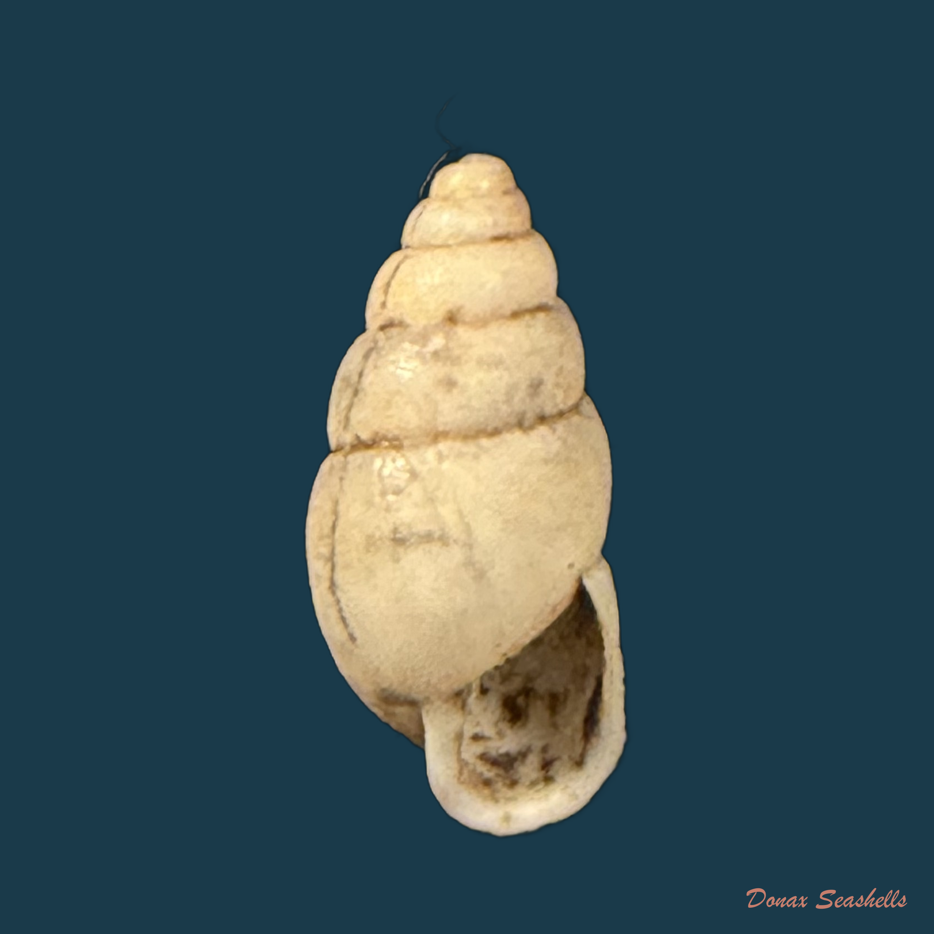 Rhinus pubescens (S. Moricand, 1846) - 12,5mm