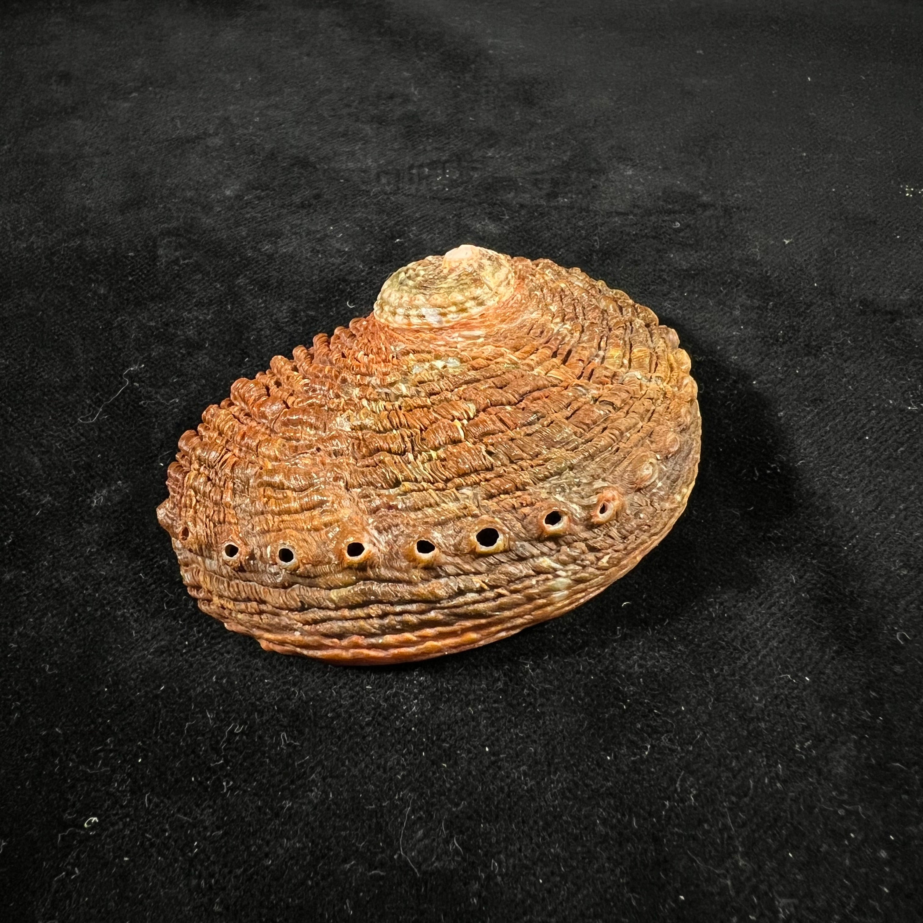 罗氏鲍 JE 灰色，1826 - 72,6mm