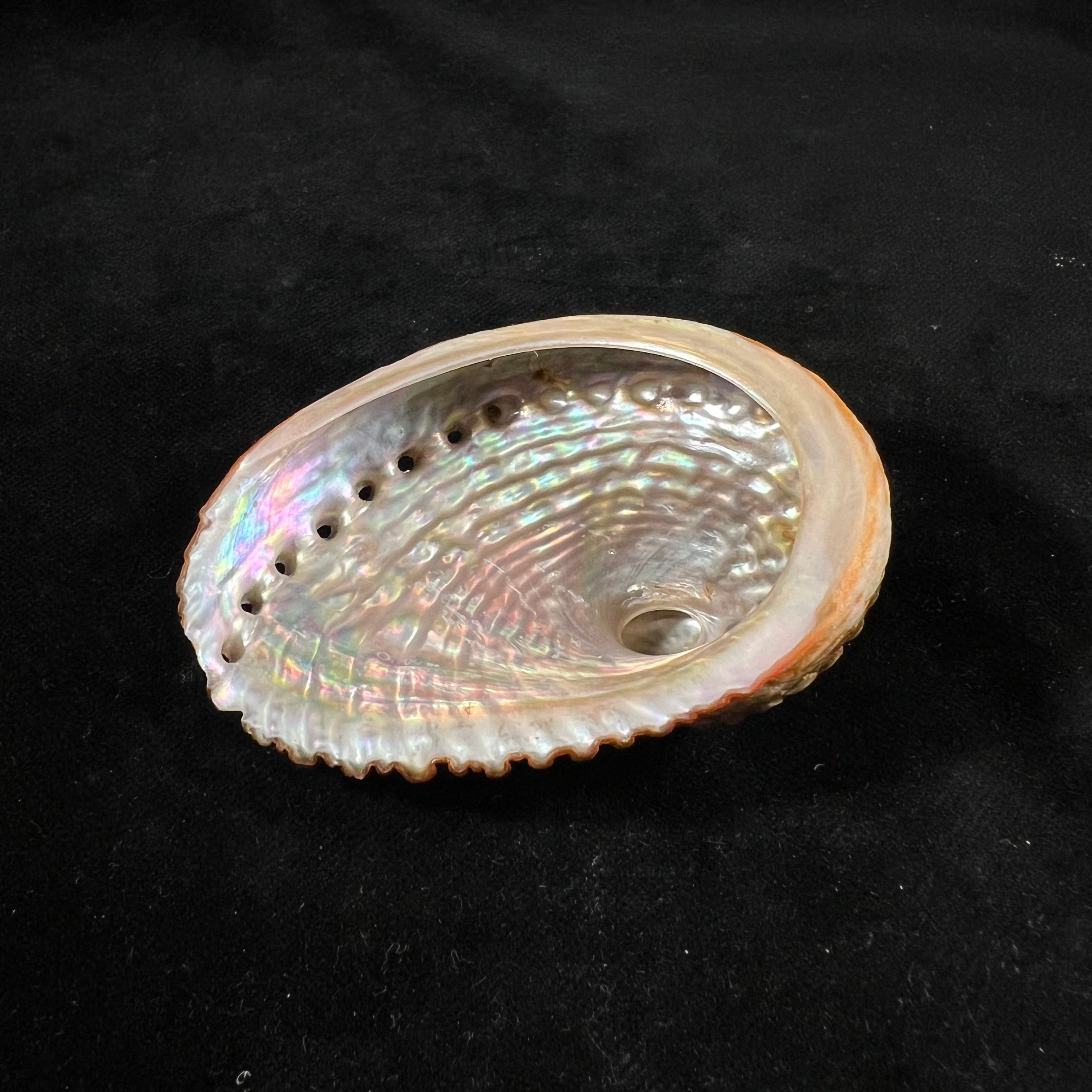 罗氏鲍 JE 灰色，1826 - 72,6mm