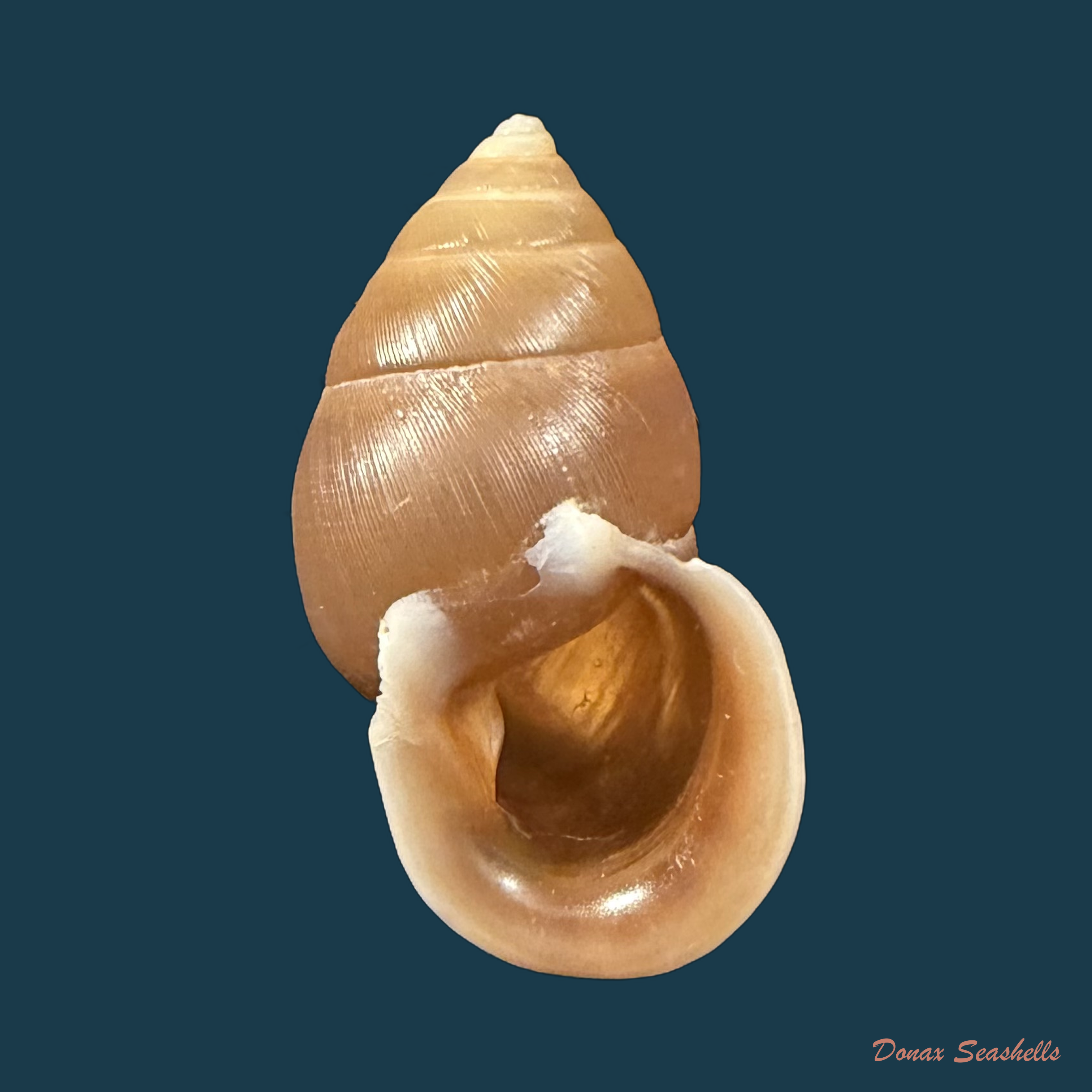 Euryptyxis latireflexa (Reeve, 1849) - 29,2mm