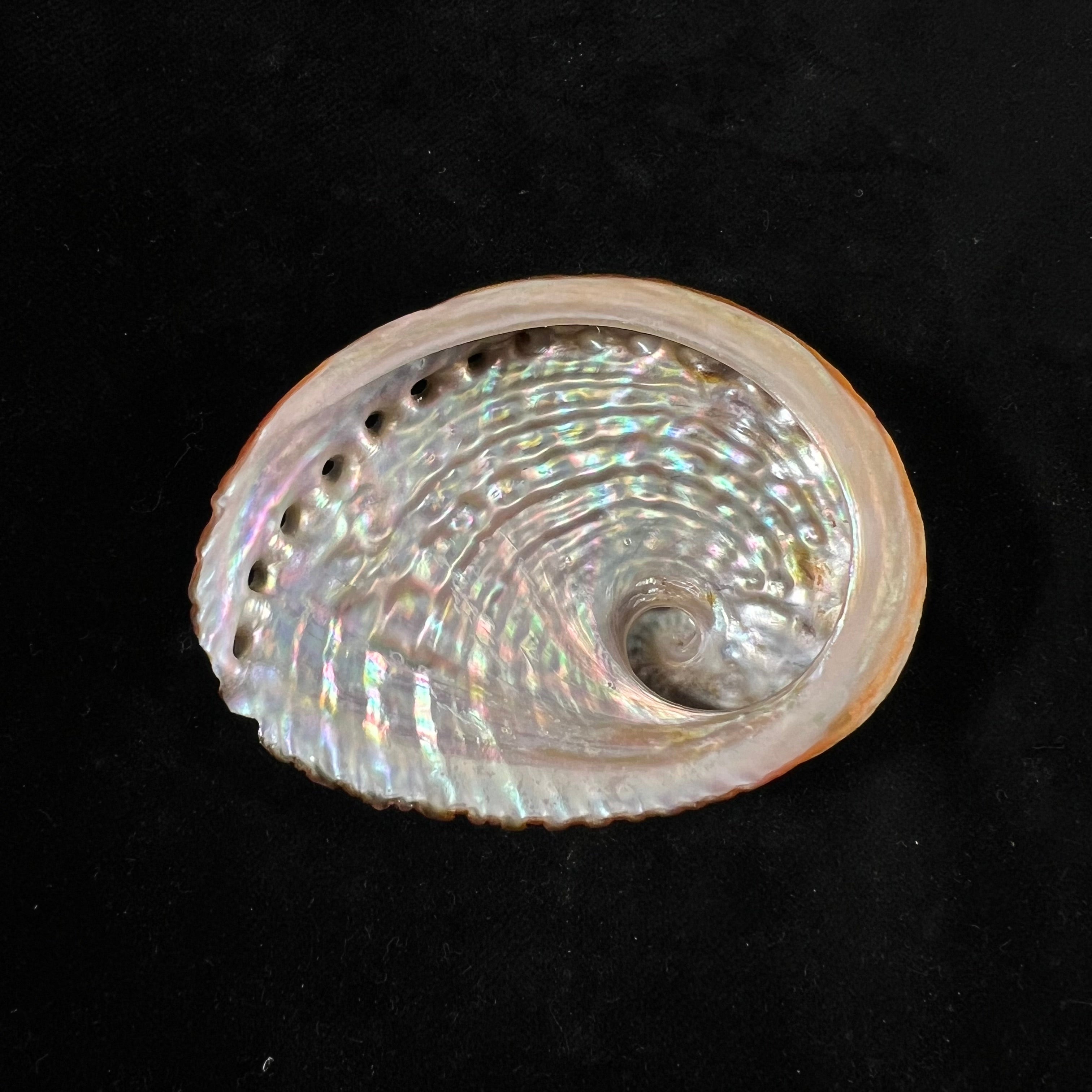 罗氏鲍 JE 灰色，1826 - 72,6mm