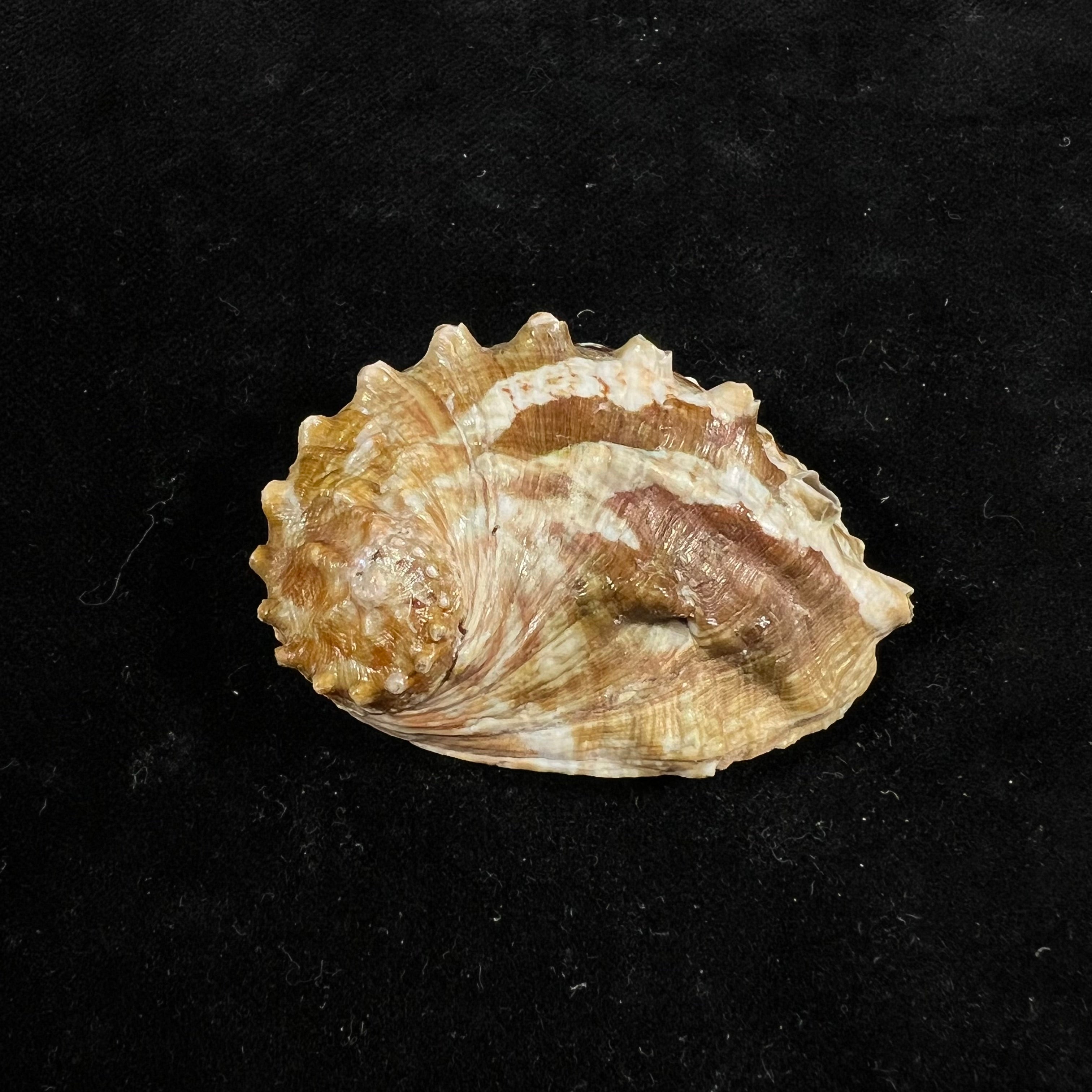 Haliotis ovina volcanius Patamakanthin & Eng, 2002 - 49,4mm