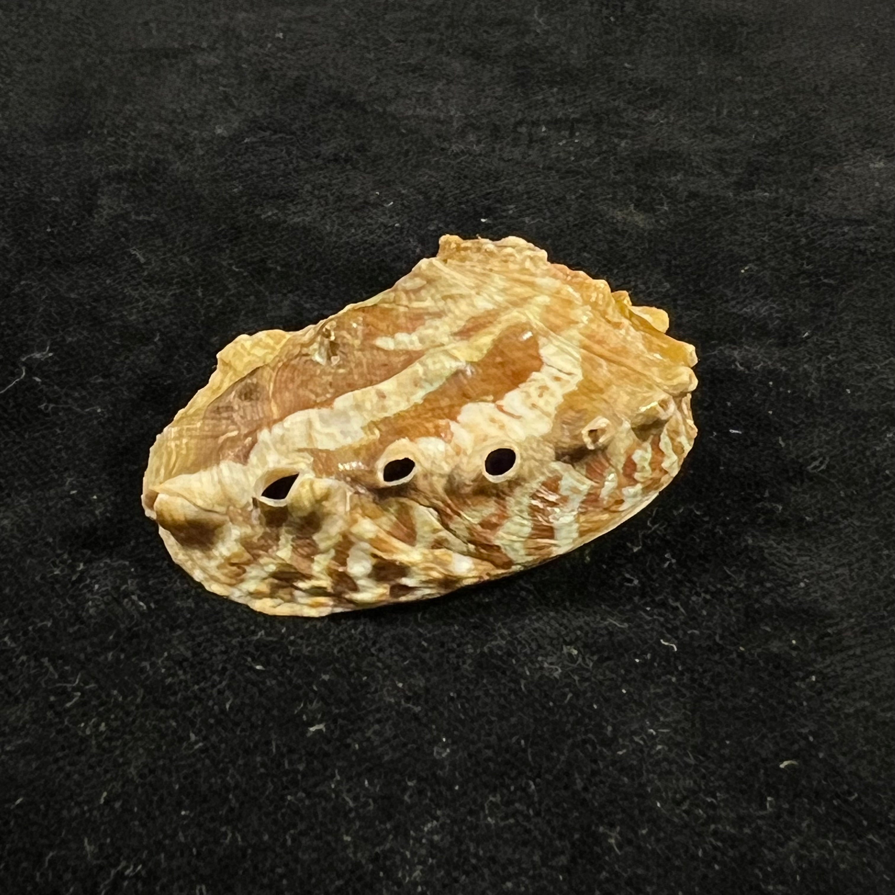 Haliotis ovina volcanius Patamakanthin & Eng, 2002 - 49,4mm