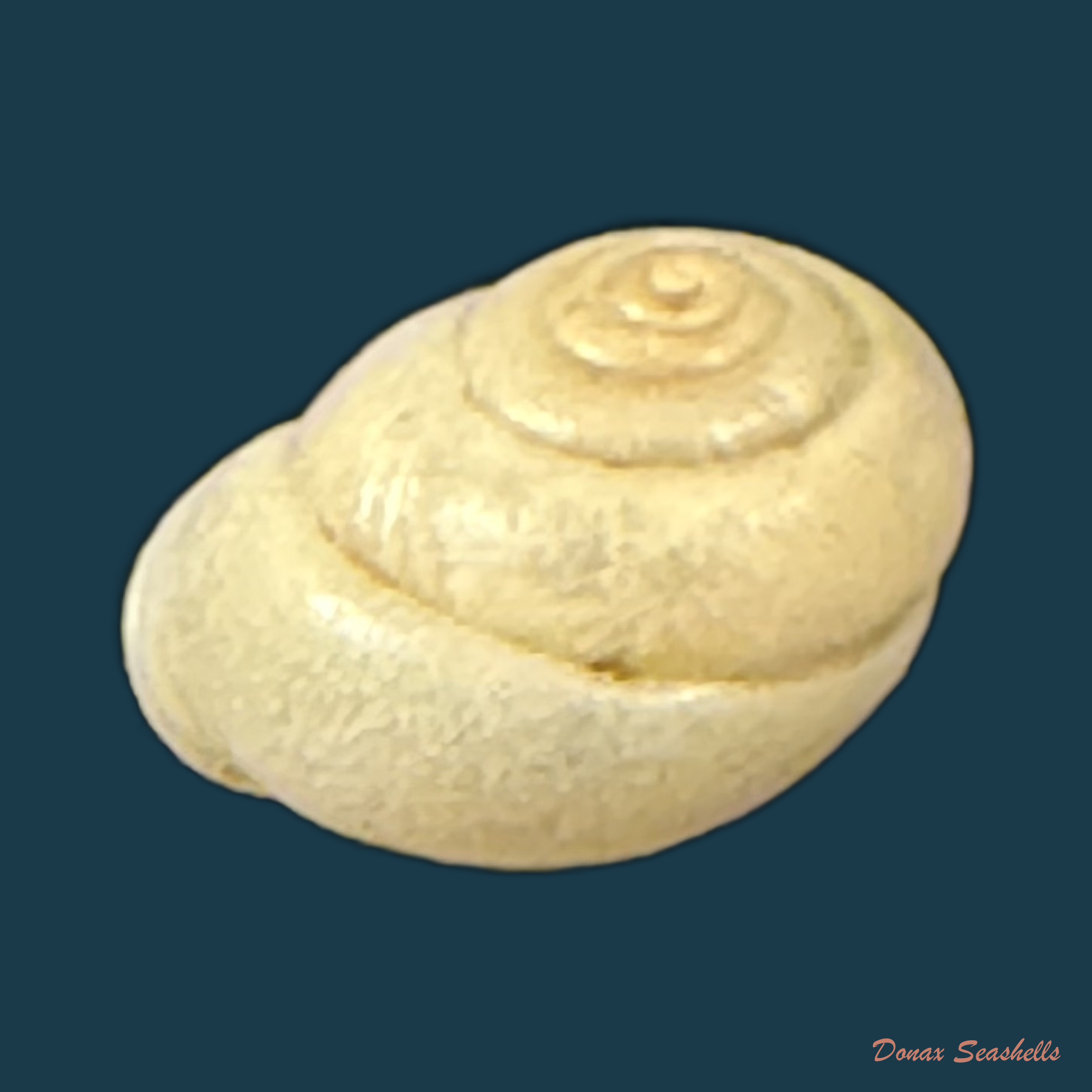 Streptartemon cookeanus (F. Baker, 1914) - 9,1mm
