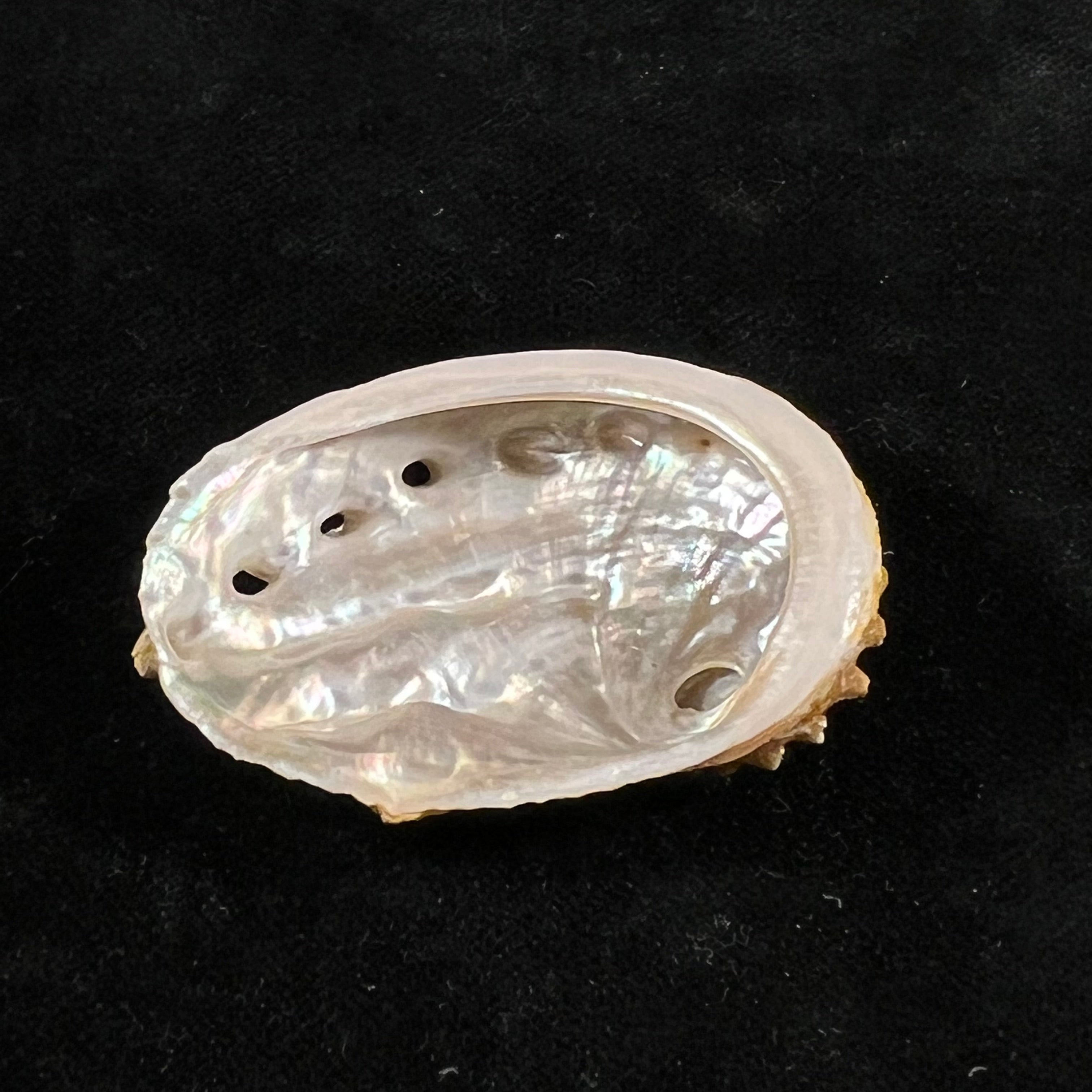Haliotis ovina volcanius Patamakanthin & Eng, 2002 - 49,4mm