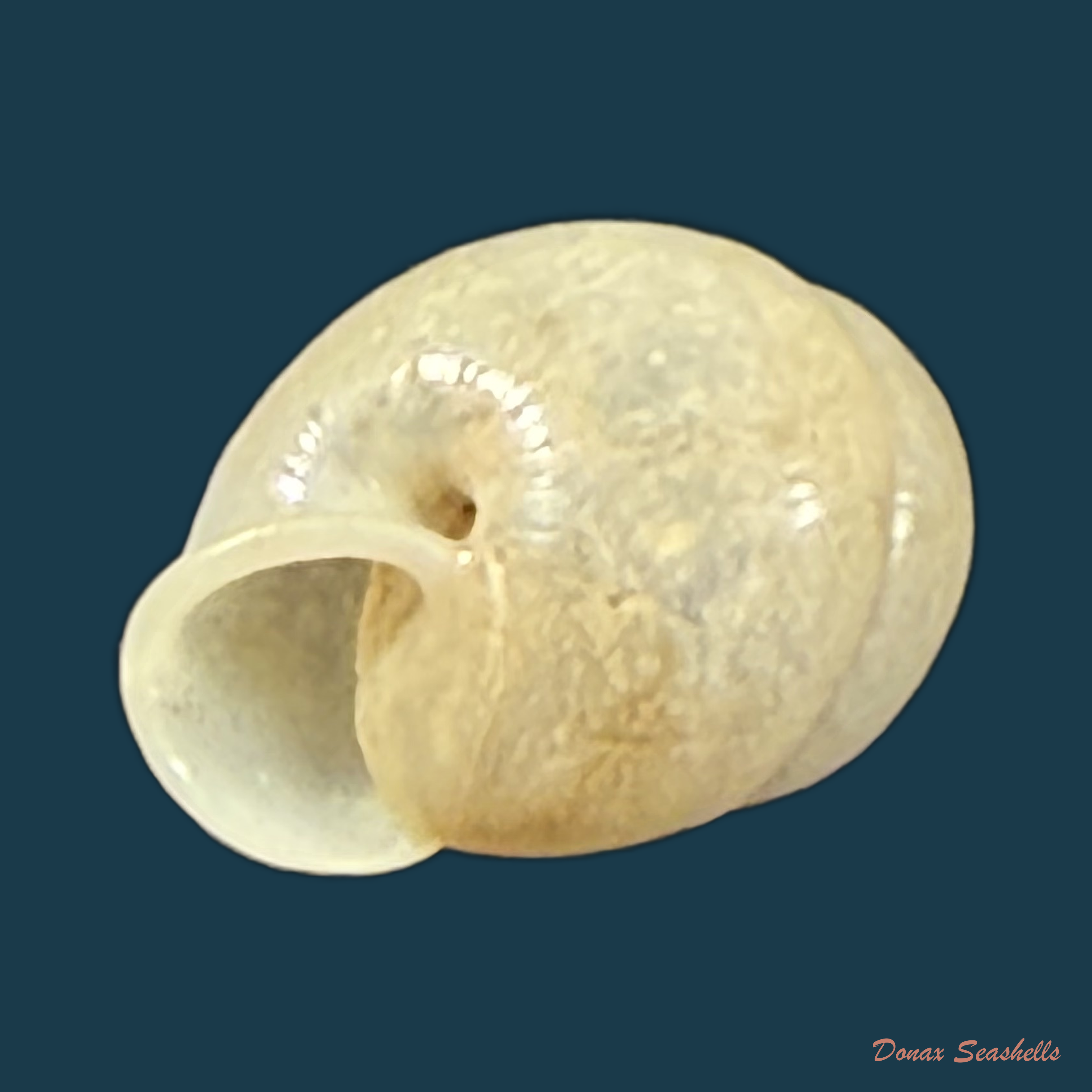 Streptartemon cookeanus (F. Baker, 1914) - 9,1mm