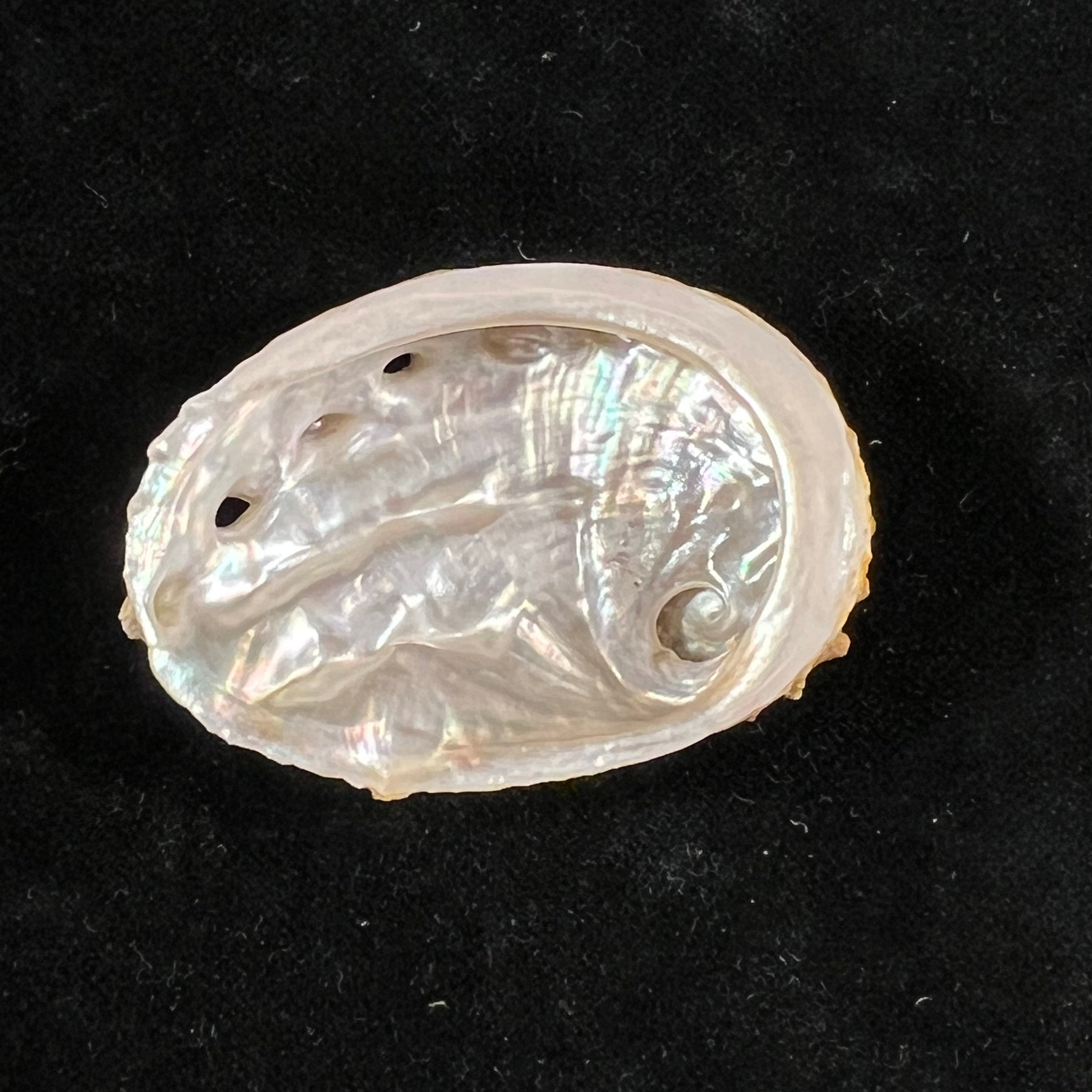 Haliotis ovina volcanius Patamakanthin & Eng, 2002 - 49,4mm