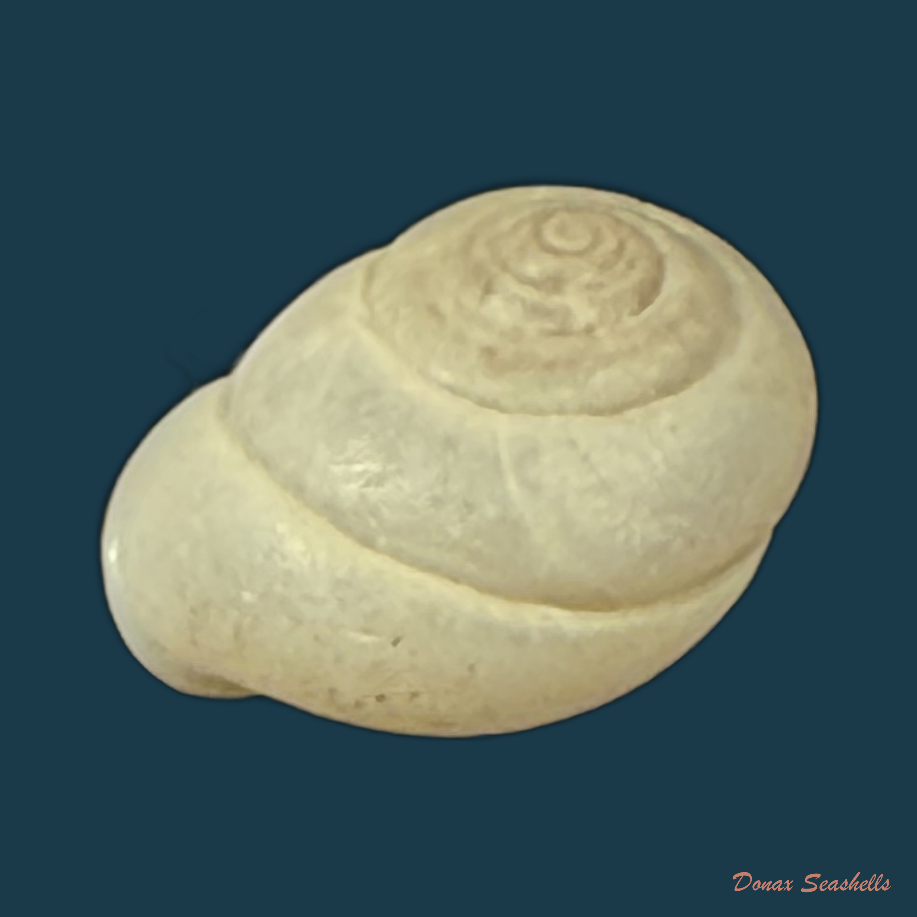 Streptartemon cookeanus (F. Baker, 1914) - 9,8mm
