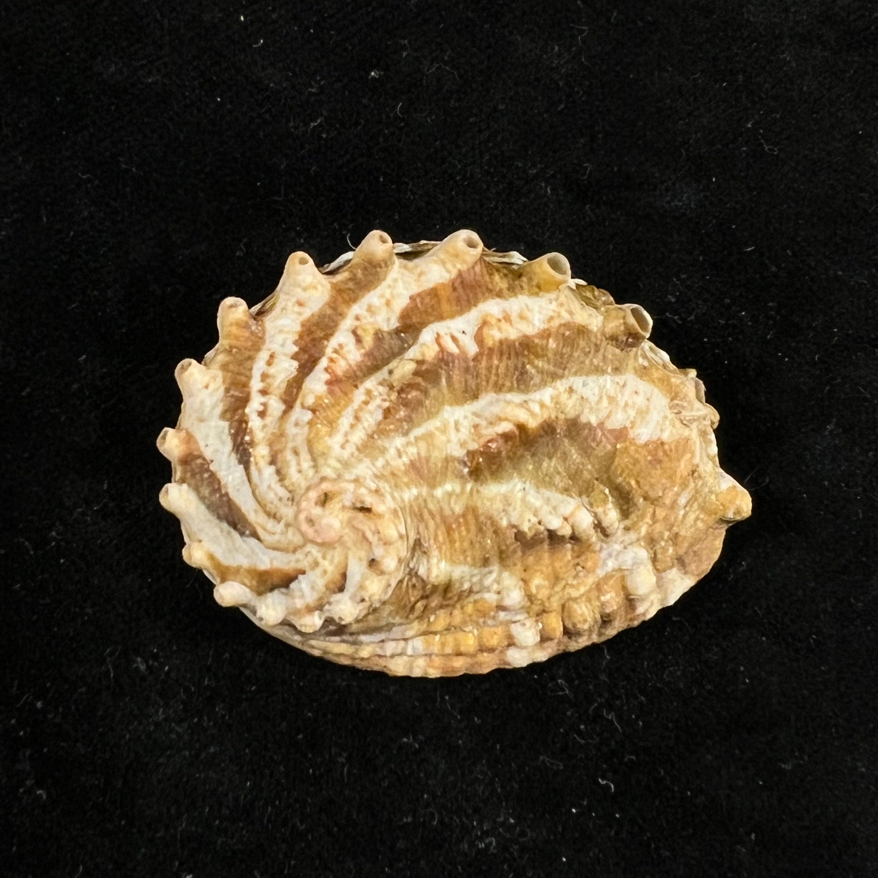 Haliotis ovina volcanius Patamakanthin & Eng, 2002 - 42,4mm