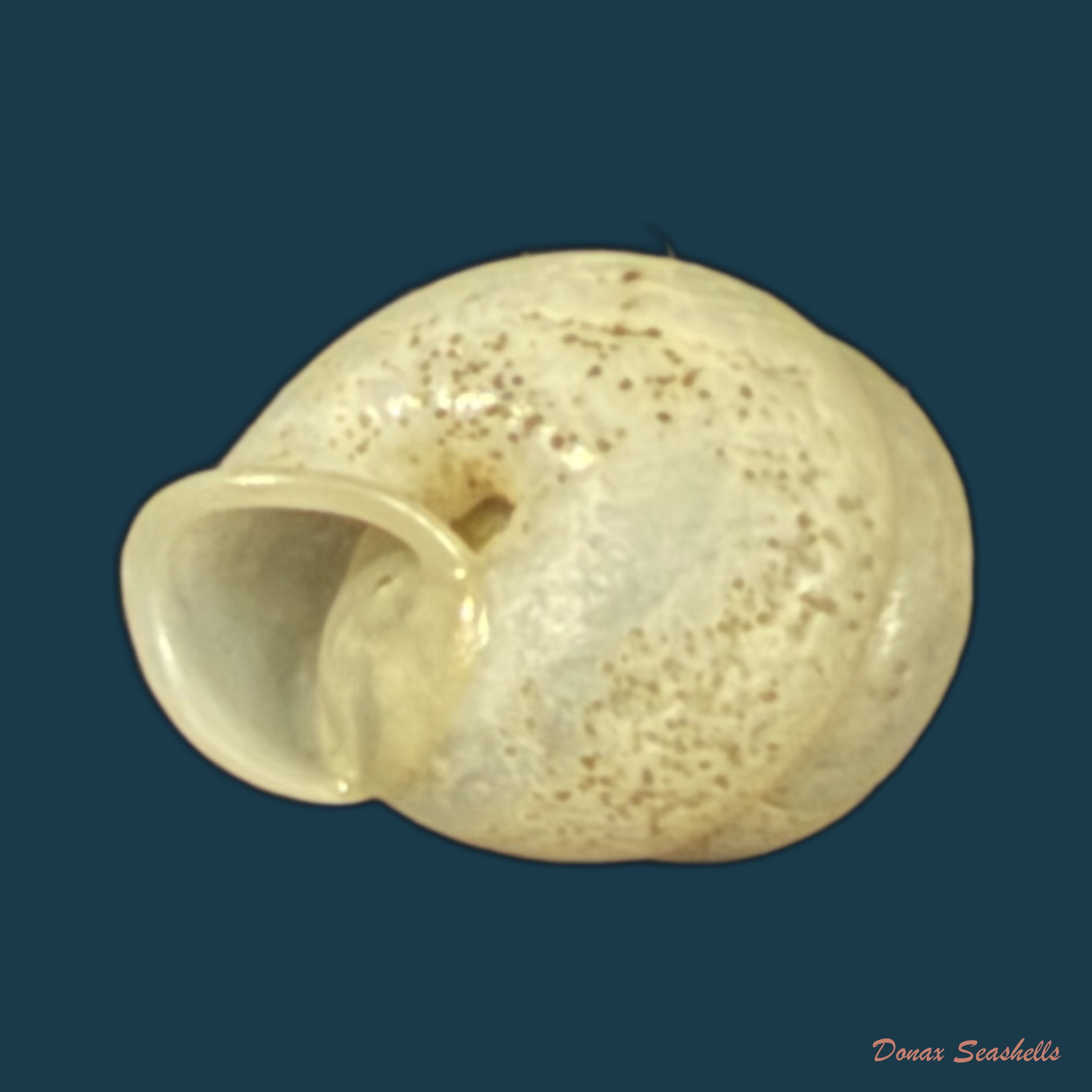 Streptartemon cookeanus (F. Baker, 1914) - 9,8mm