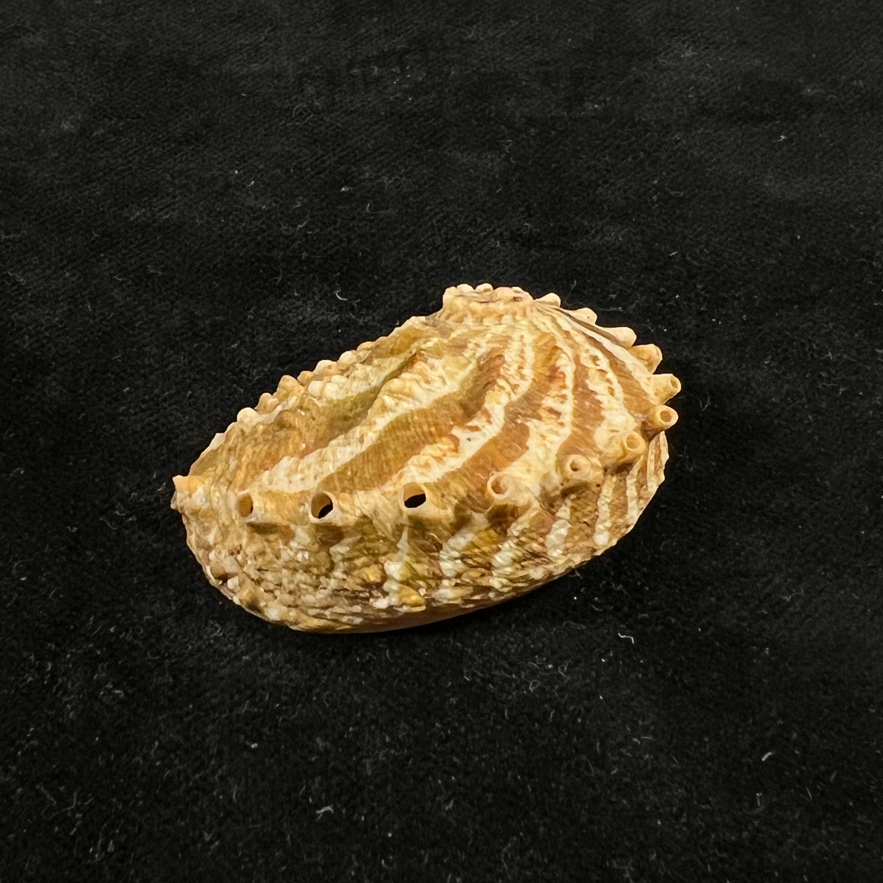 Haliotis ovina volcanius Patamakanthin & Eng, 2002 - 42,4mm