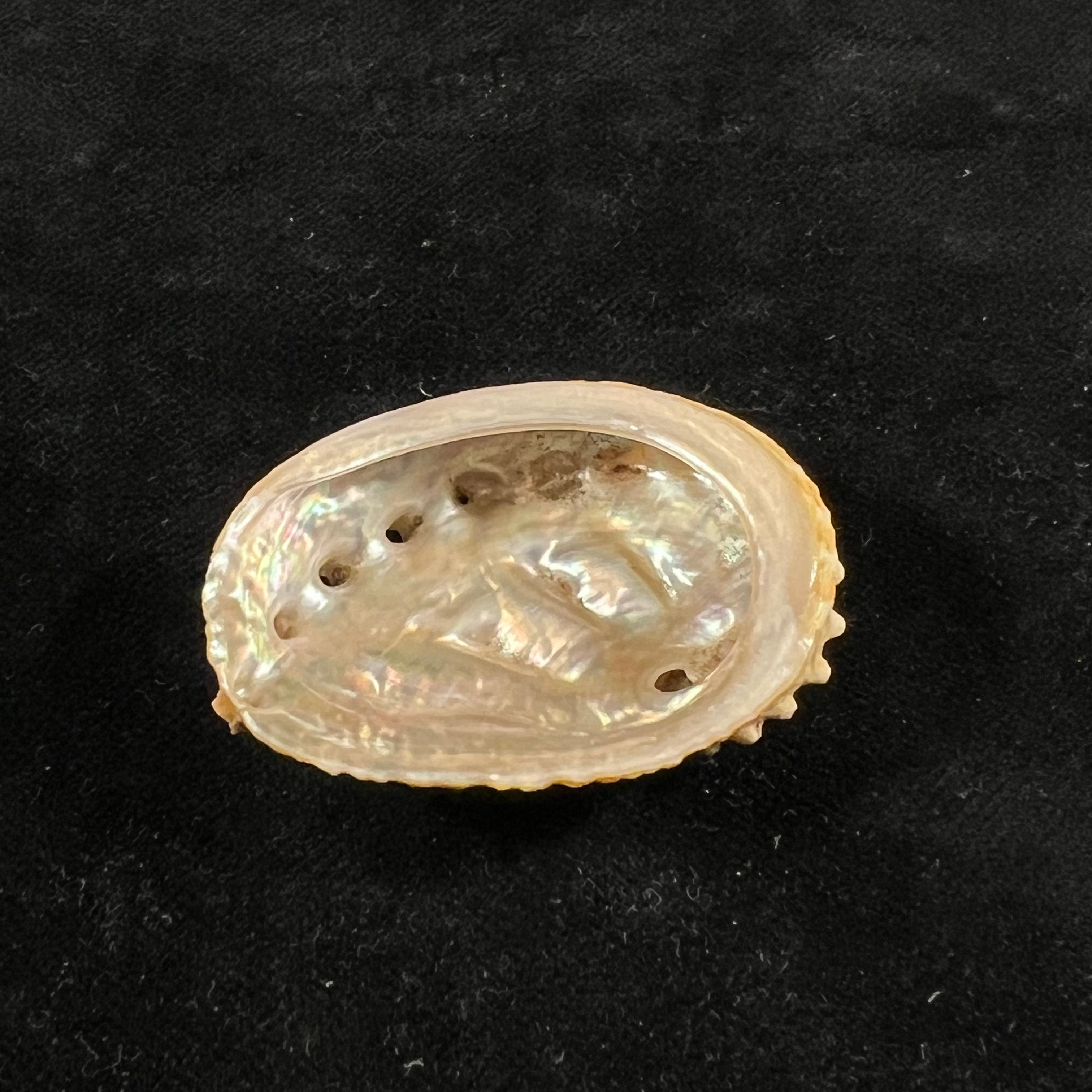 Haliotis ovina volcanius Patamakanthin & Eng, 2002 - 42,4mm