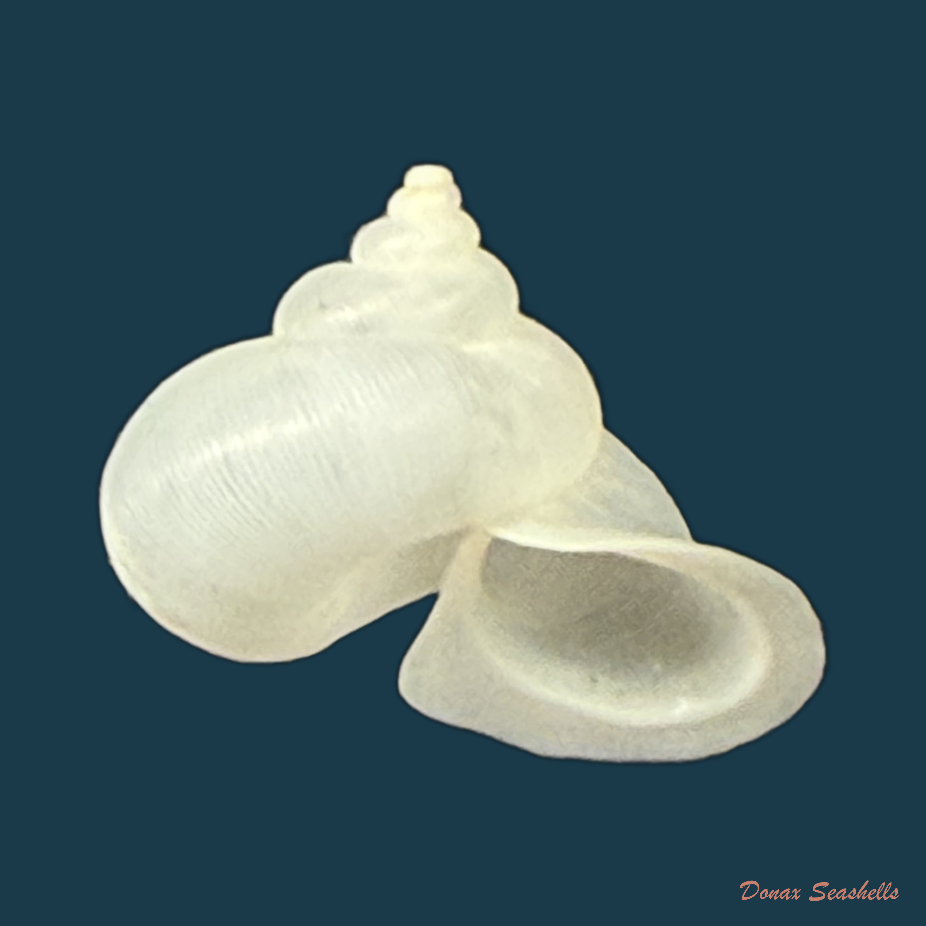 Stomacosmethis somnueki (Panha & Patamakanthin, 2001) - 12,3mm