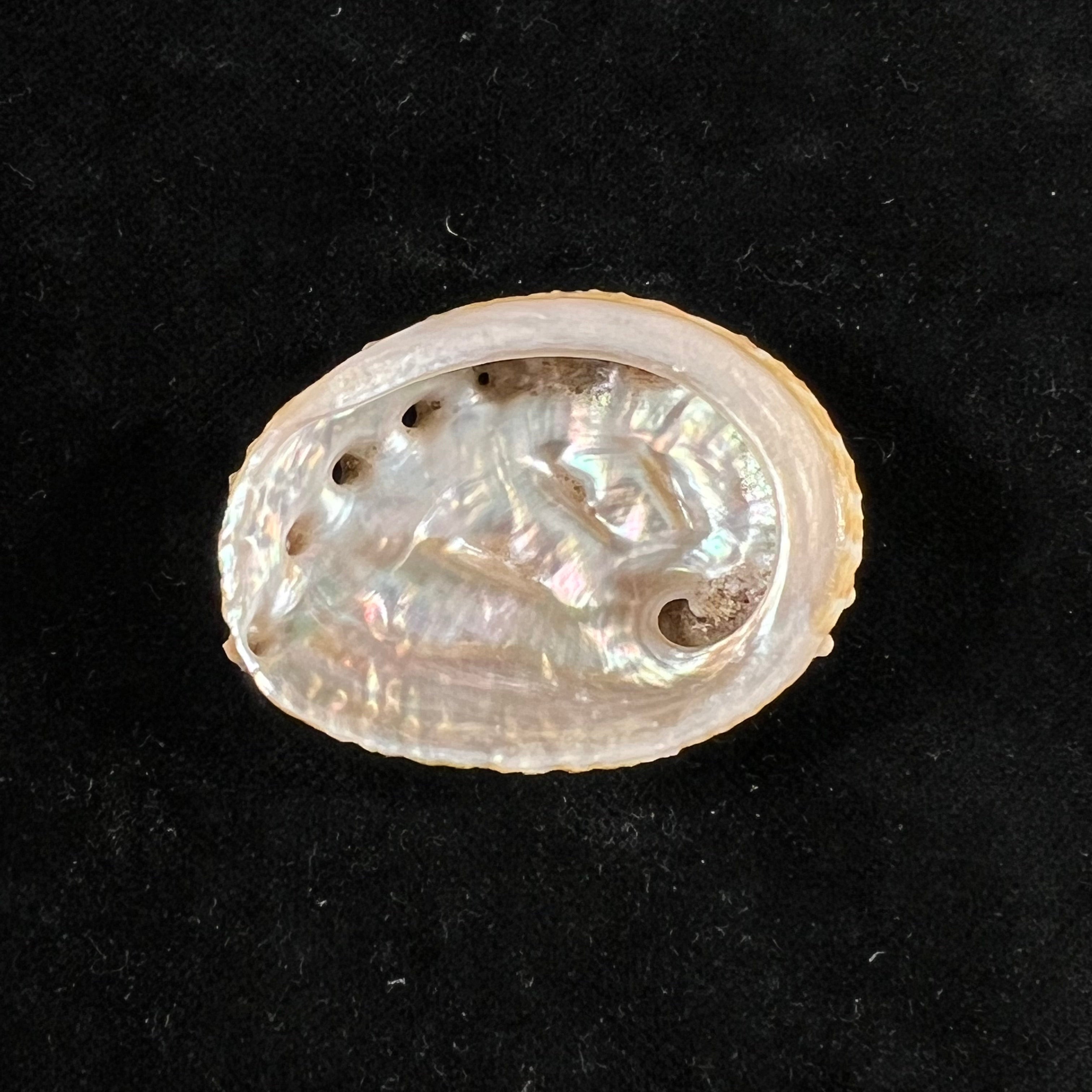 Haliotis ovina volcanius Patamakanthin & Eng, 2002 - 42,4mm