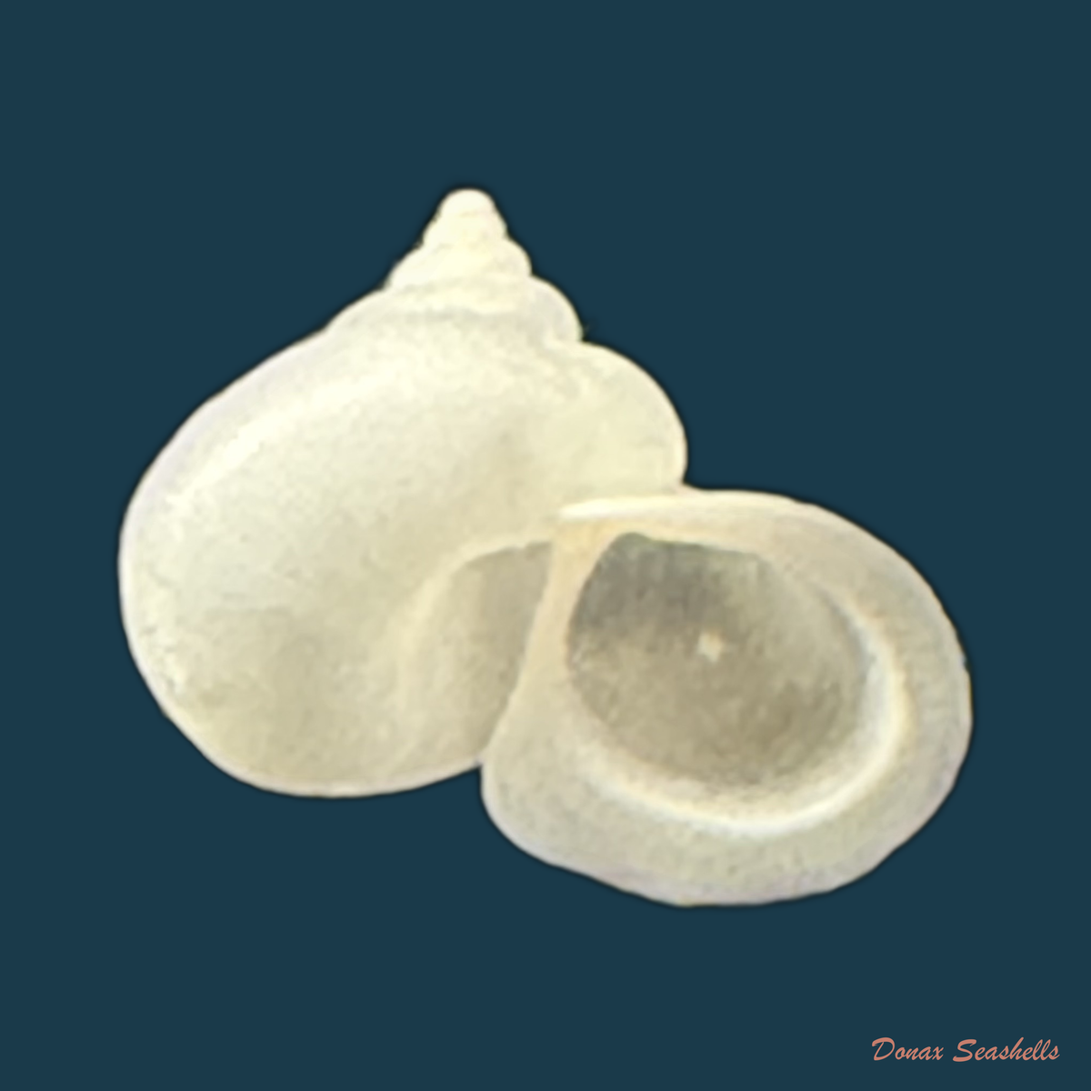 Stomacosmethis somnueki (Panha & Patamakanthin, 2001) - 12,3mm