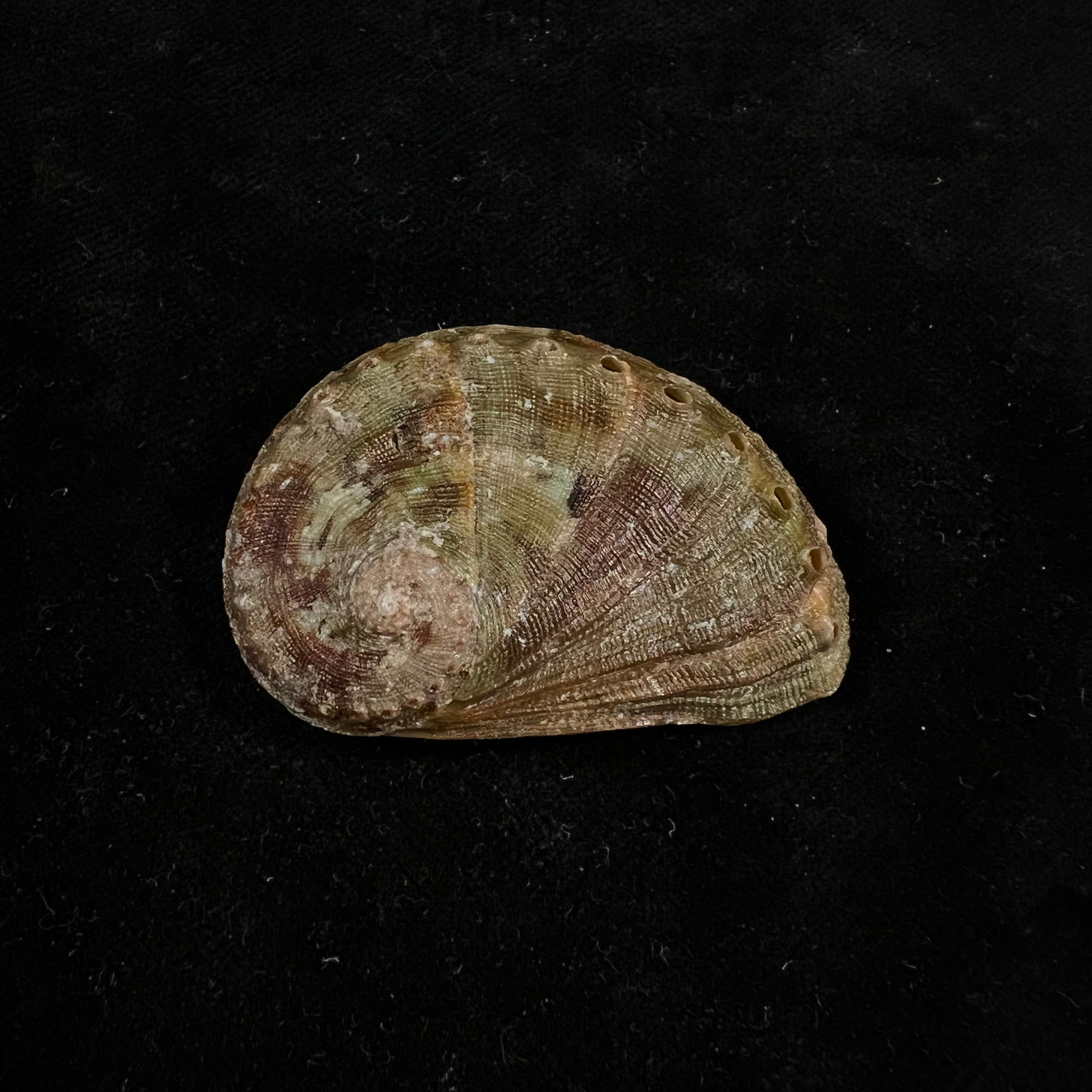 半皱鲍 (Haliotis semiplicata Menke), 1843 - 51,2mm