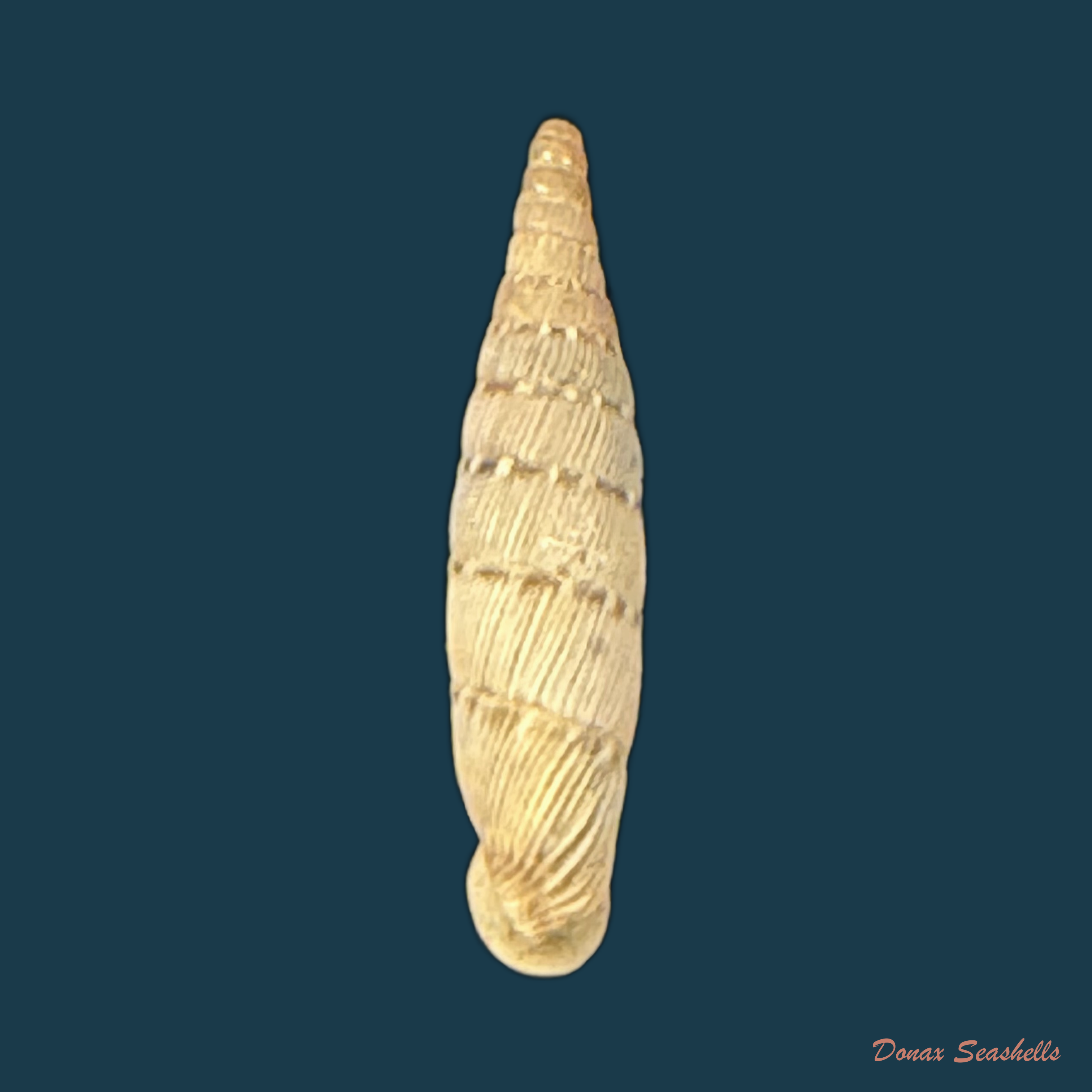 Papillifera bidens affinis (Philippi, 1836) - 15mm (Cópia)