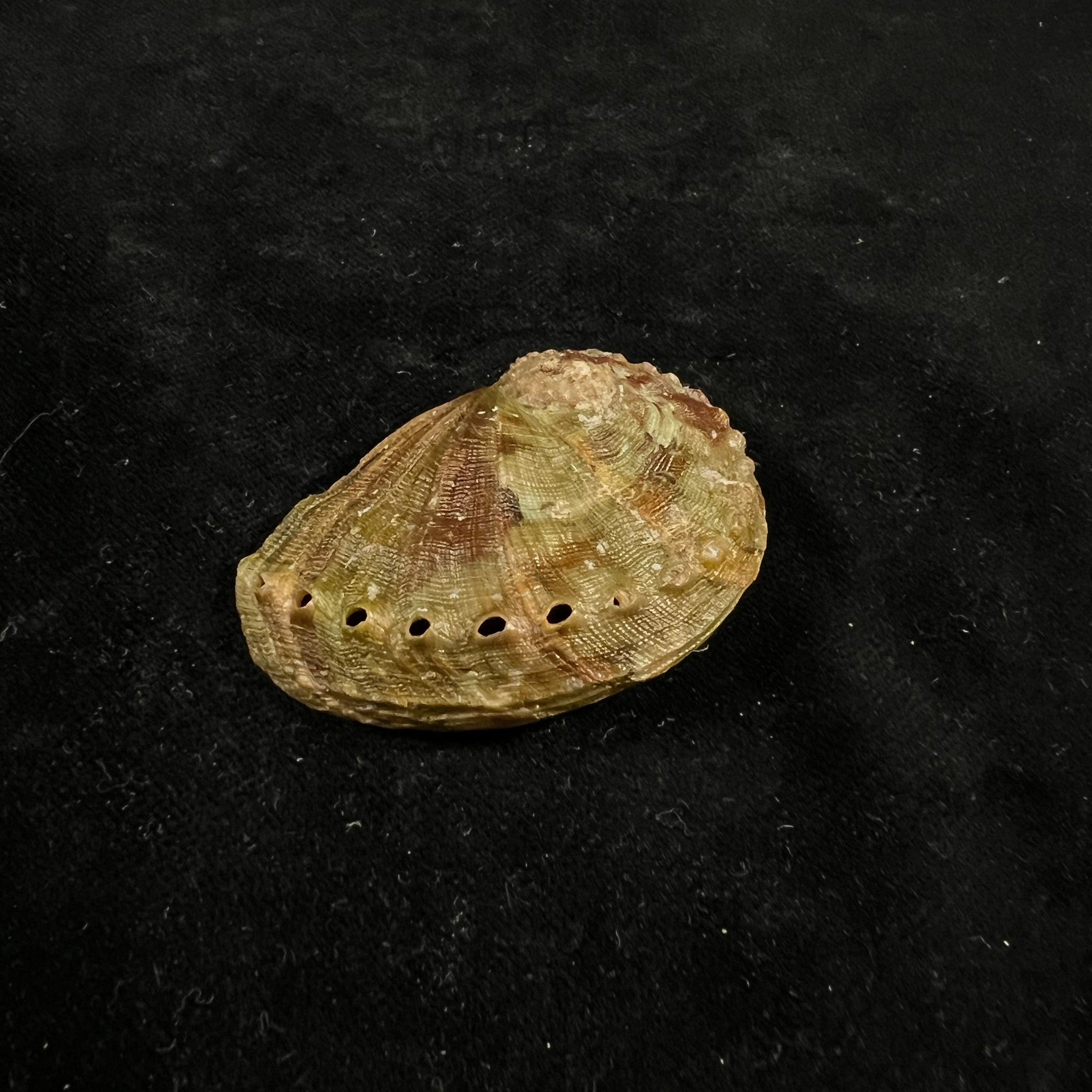 半皱鲍 (Haliotis semiplicata Menke), 1843 - 51,2mm