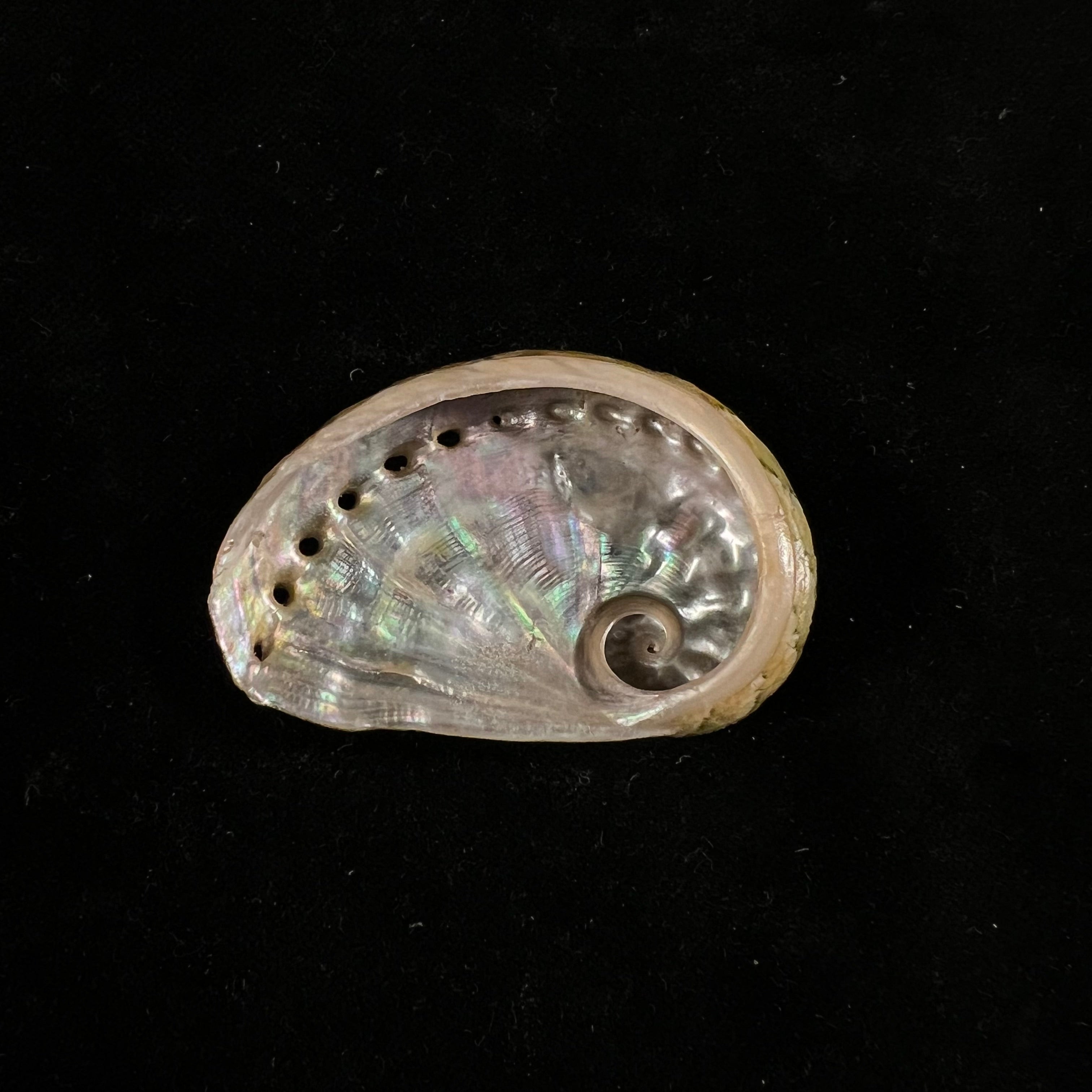 半皱鲍 (Haliotis semiplicata Menke), 1843 - 51,2mm