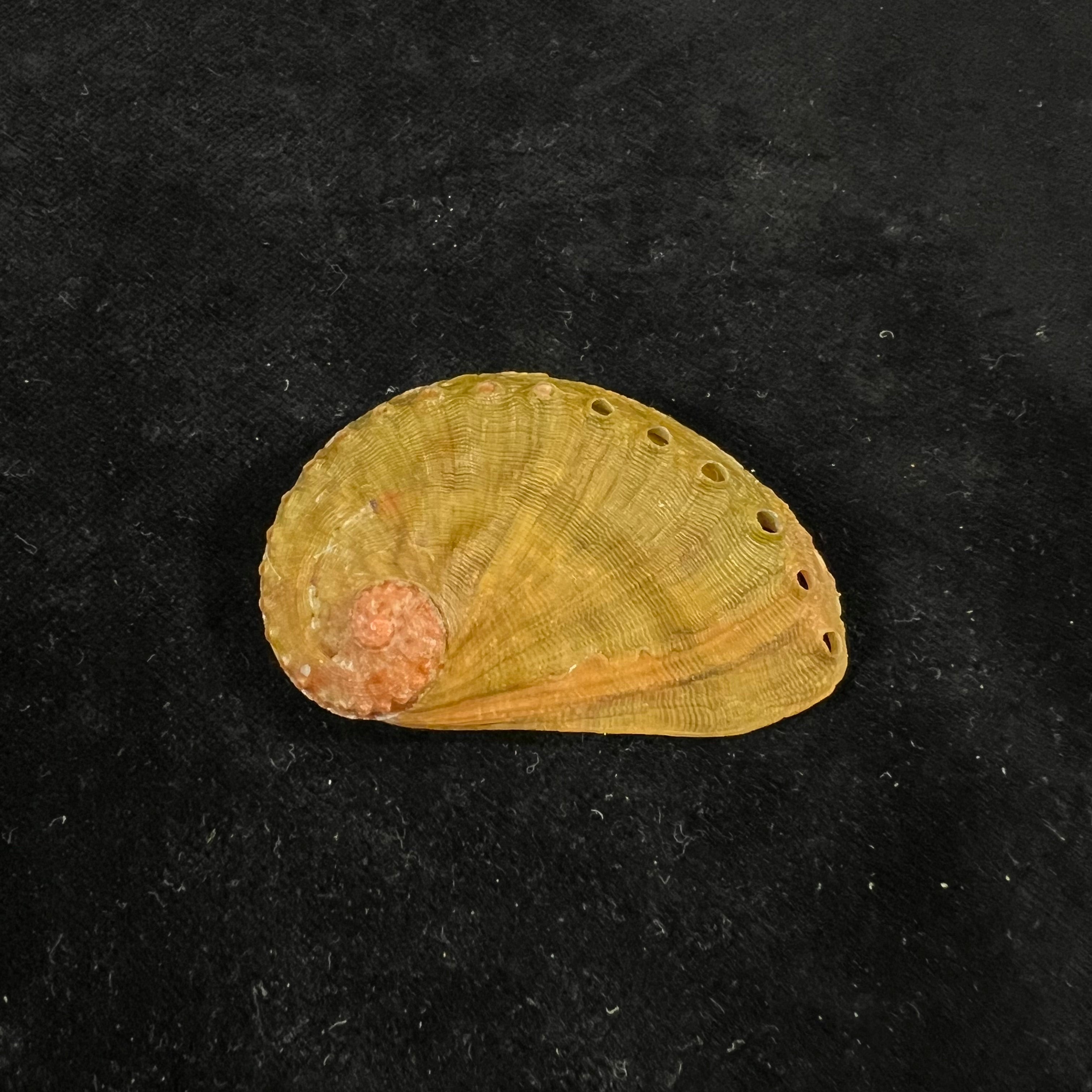 半皱鲍 (Haliotis semiplicata Menke), 1843 - 50,2mm