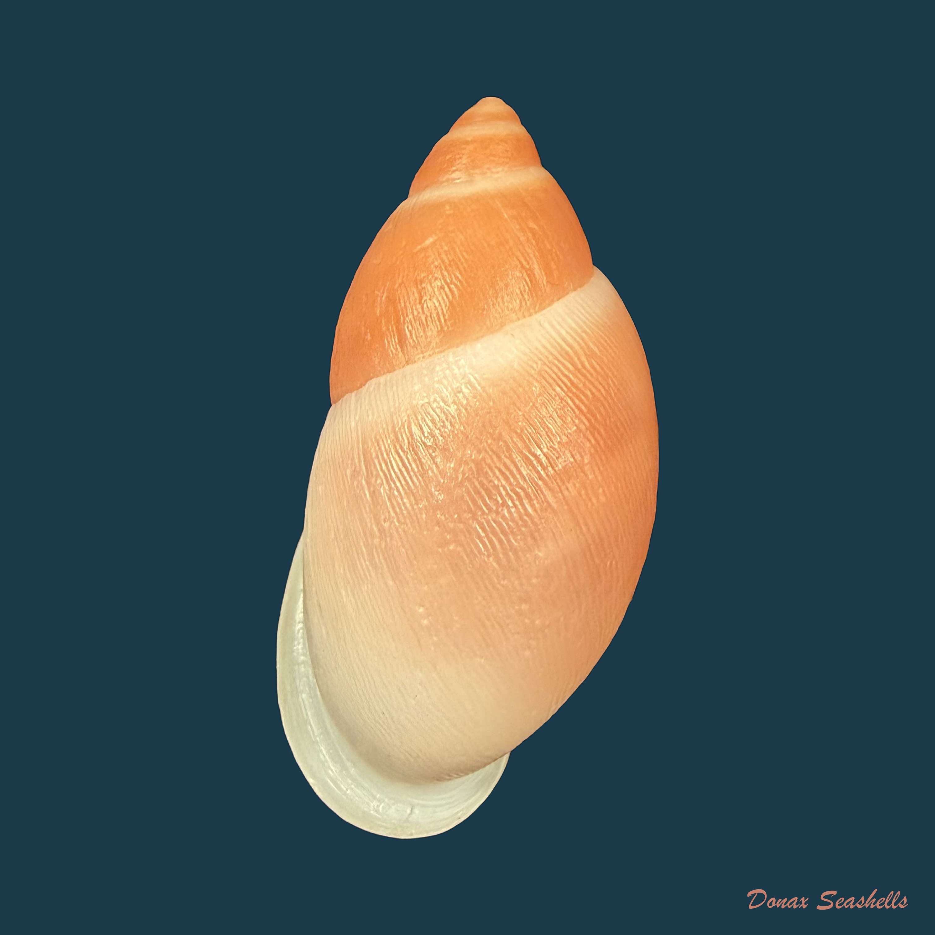 Strophocheilus debilis Bequaert, 1948 - 43mm